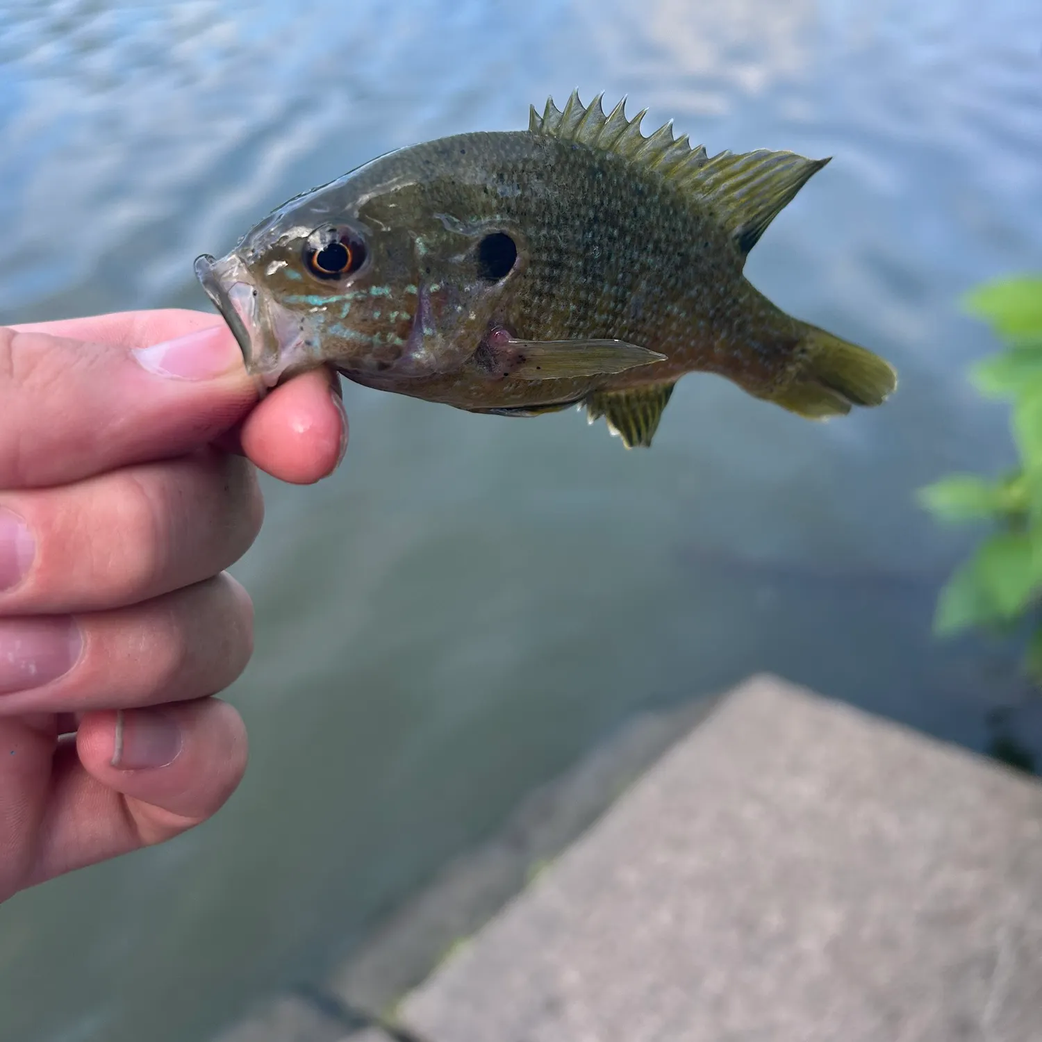 catch