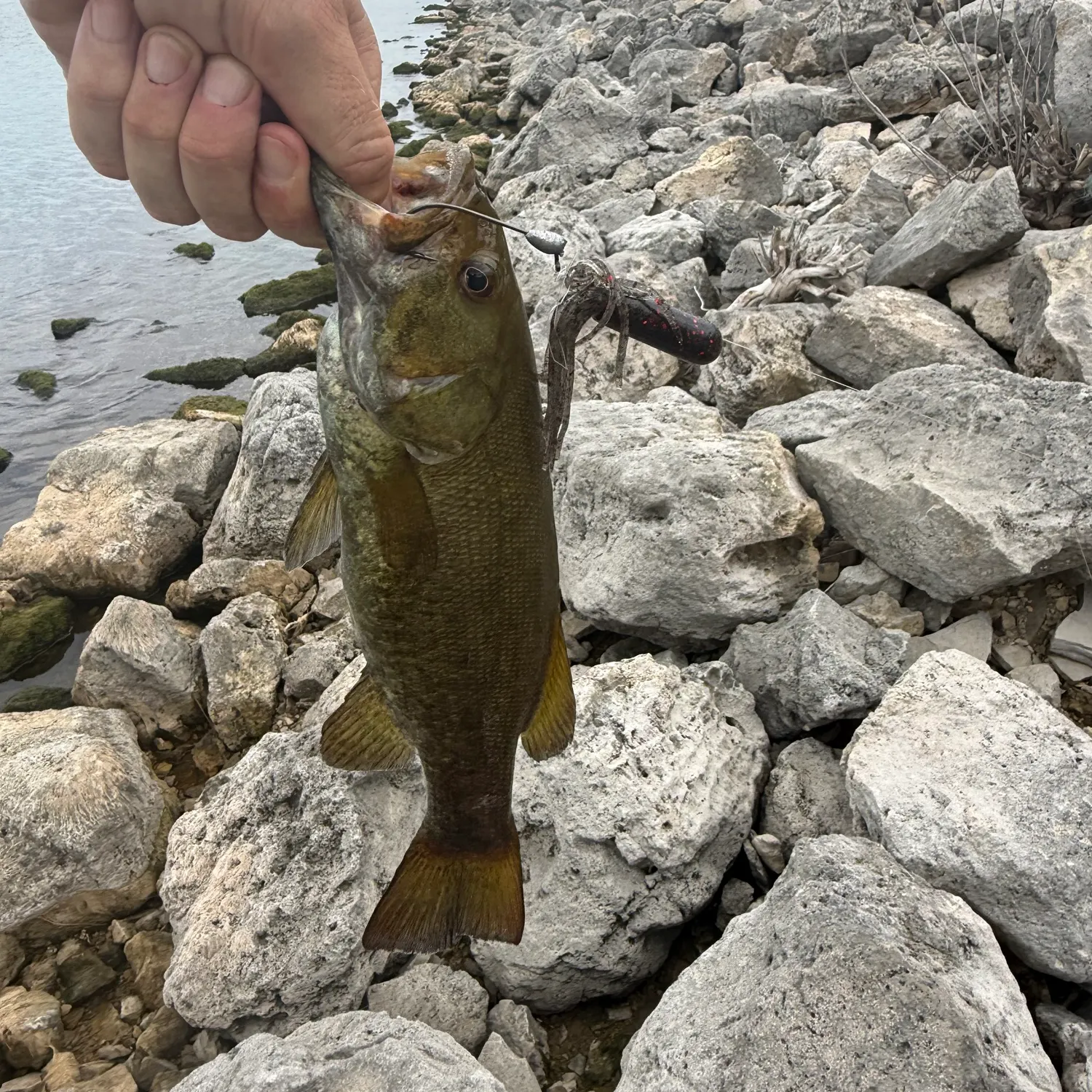 Smallmouth bass caught on Fishbrain