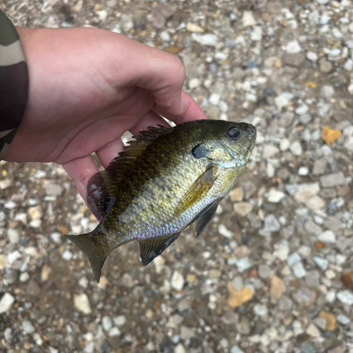 Bluegill caught on Fishbrain