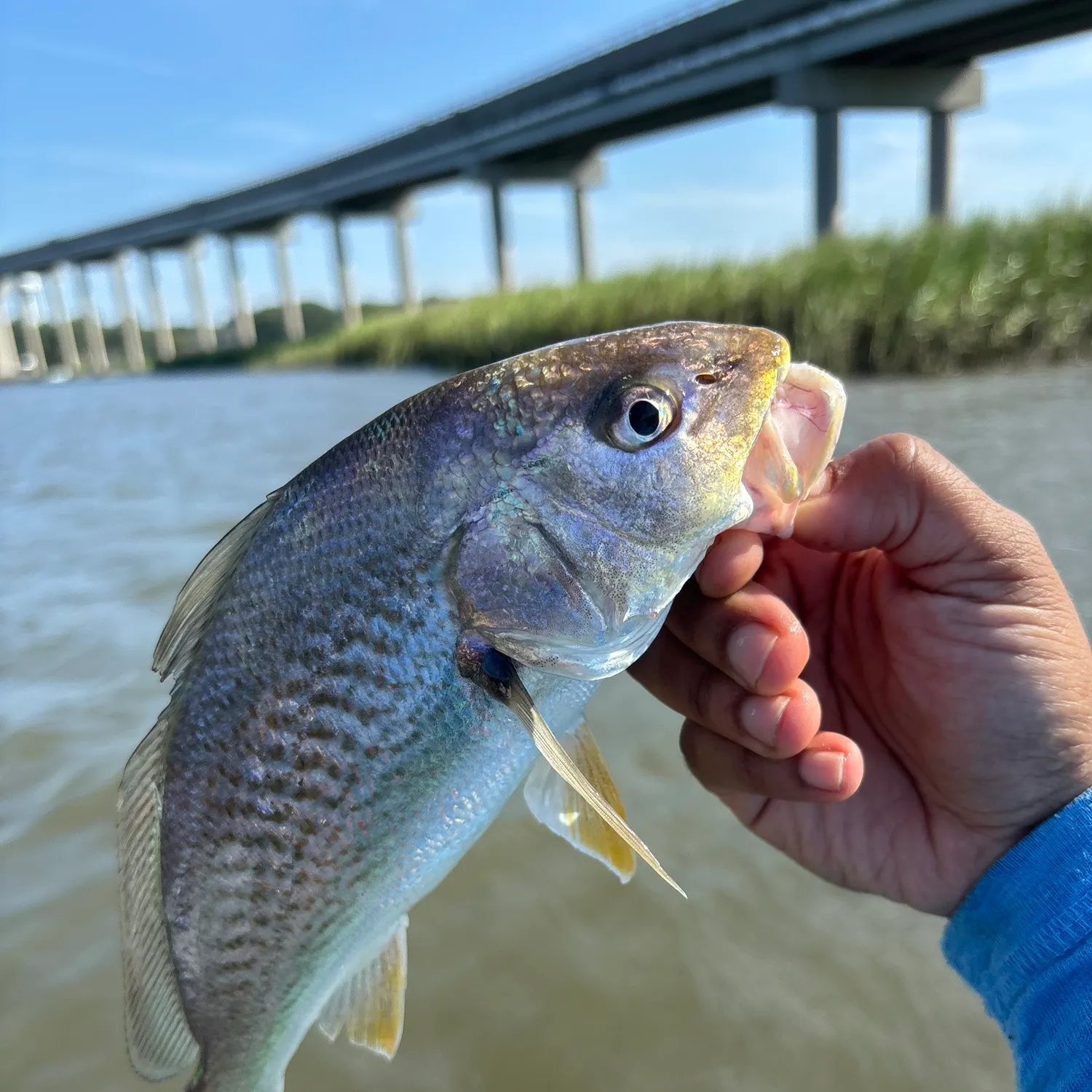 Atlantic croaker caught on Fishbrain