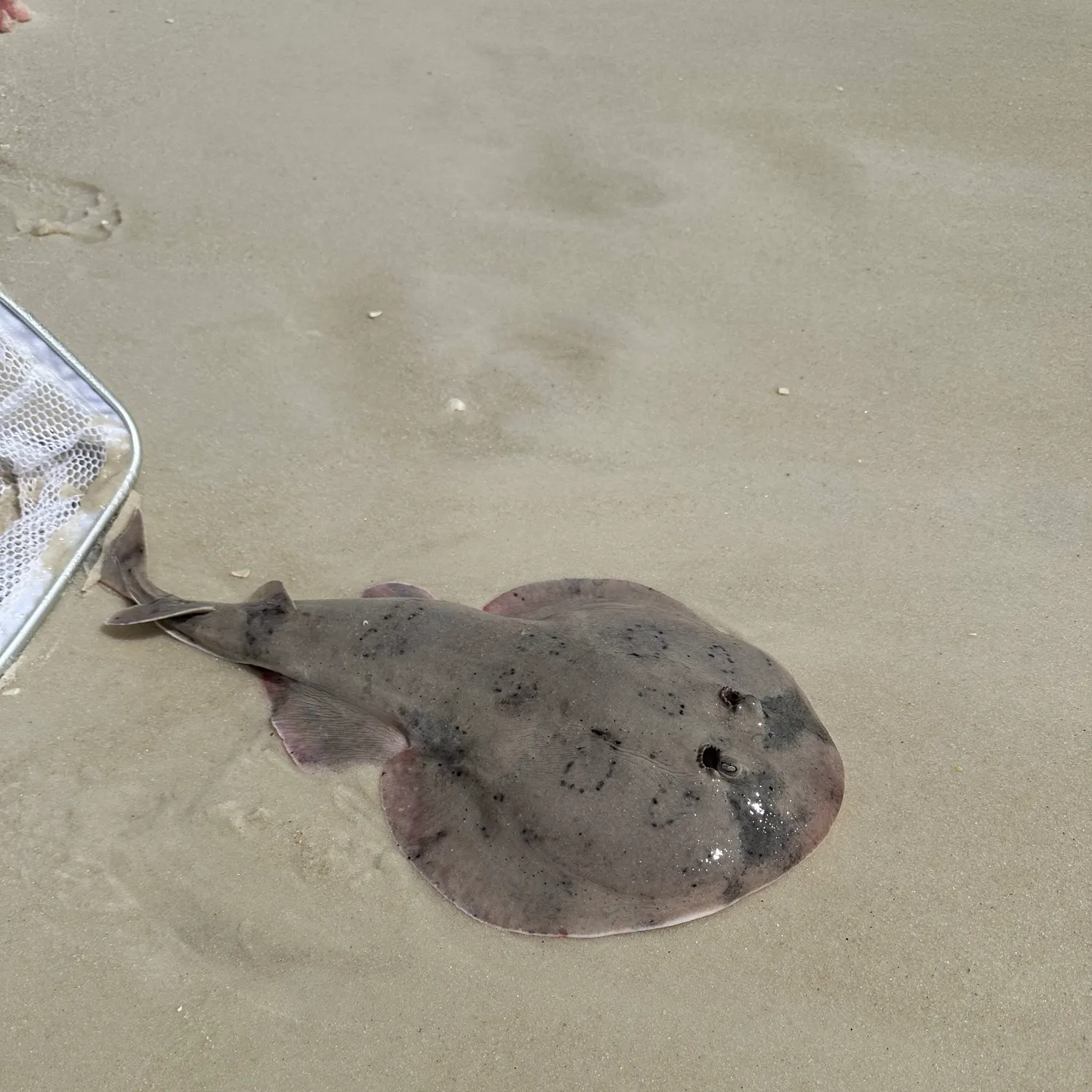 The most recent Brown guitarfish catches on Fishbrain