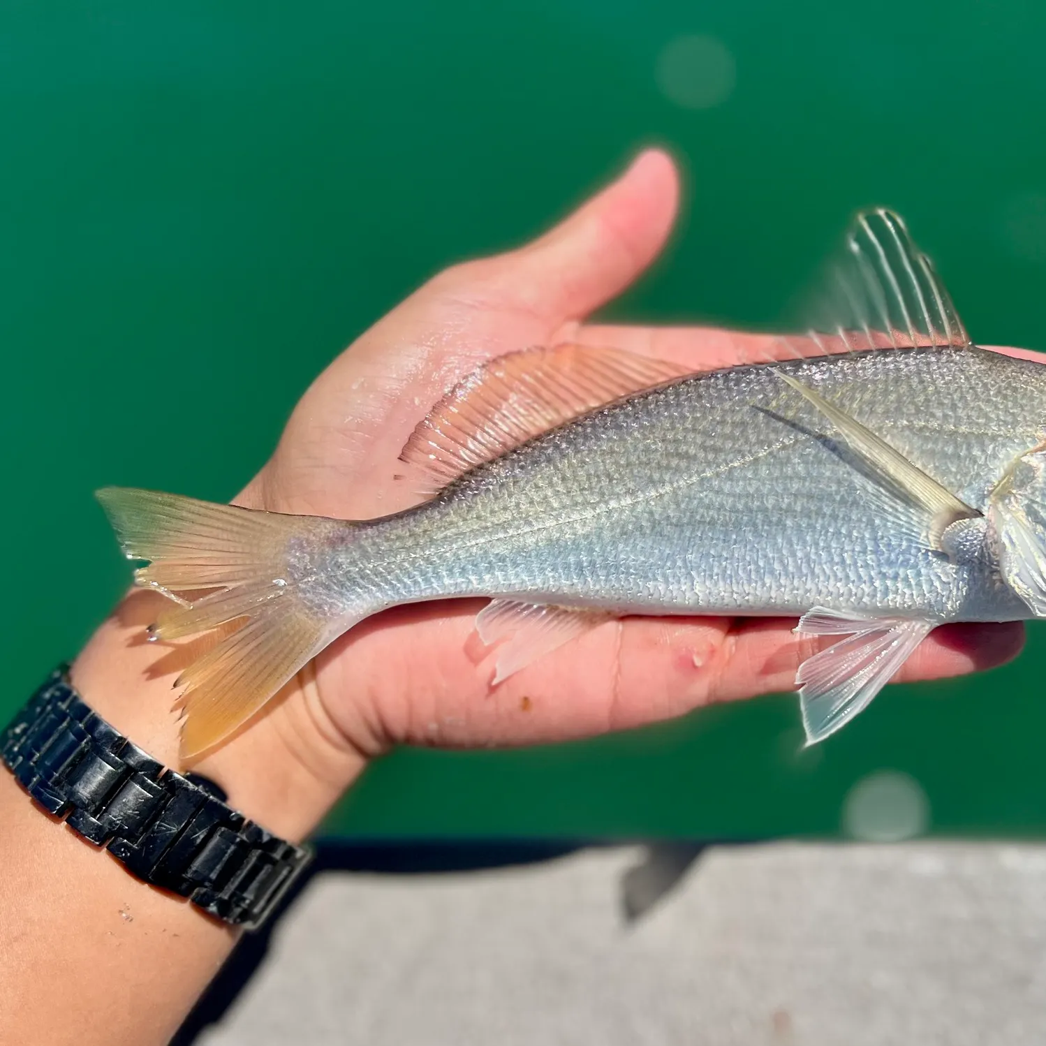 The most recent White croaker catches on Fishbrain