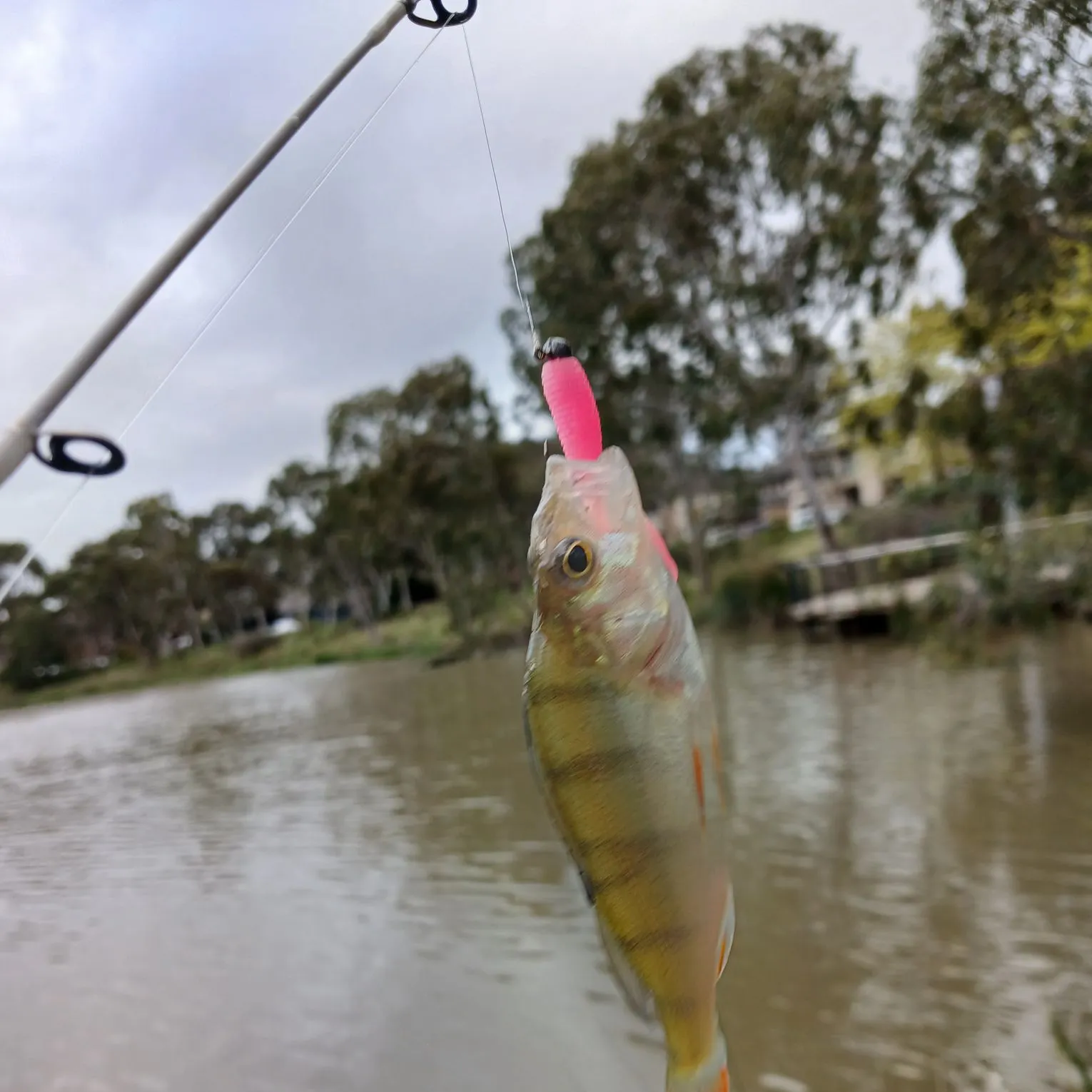 European perch caught on Fishbrain