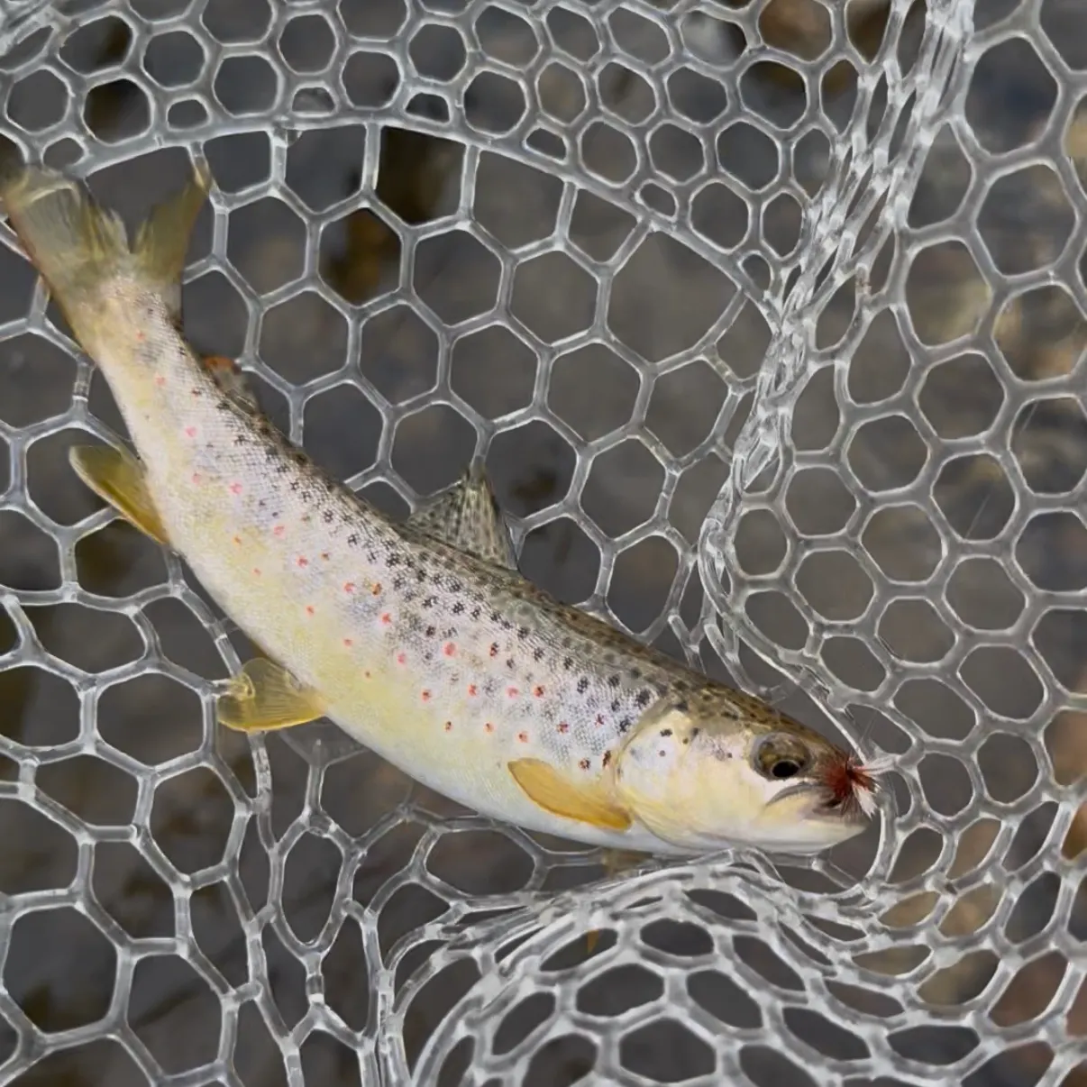 Brown trout caught on Fishbrain