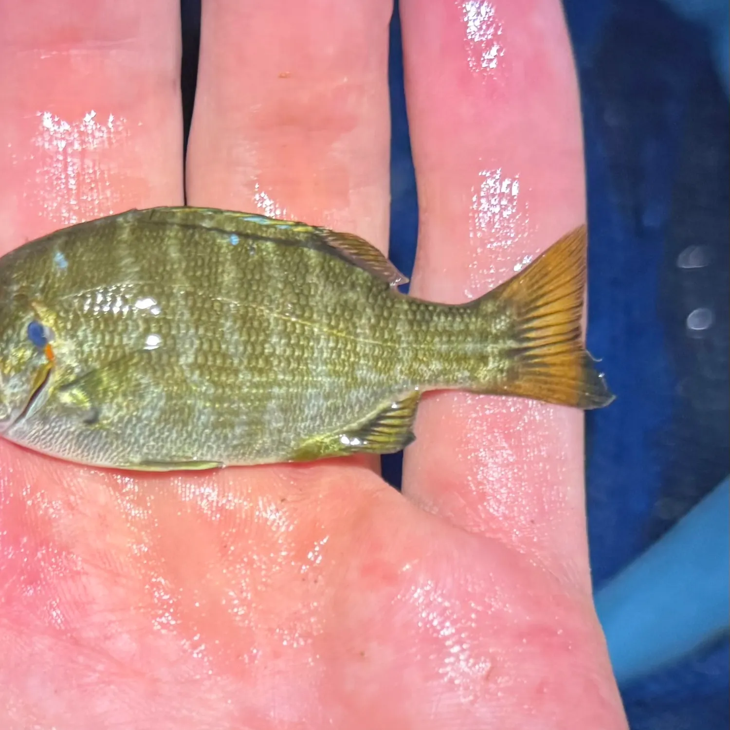 The most recent Zebra-perch sea chub catches on Fishbrain