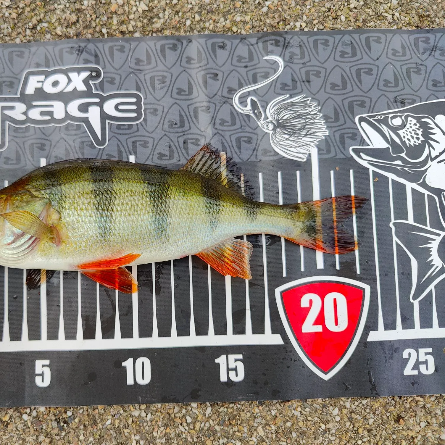 European perch caught on Fishbrain