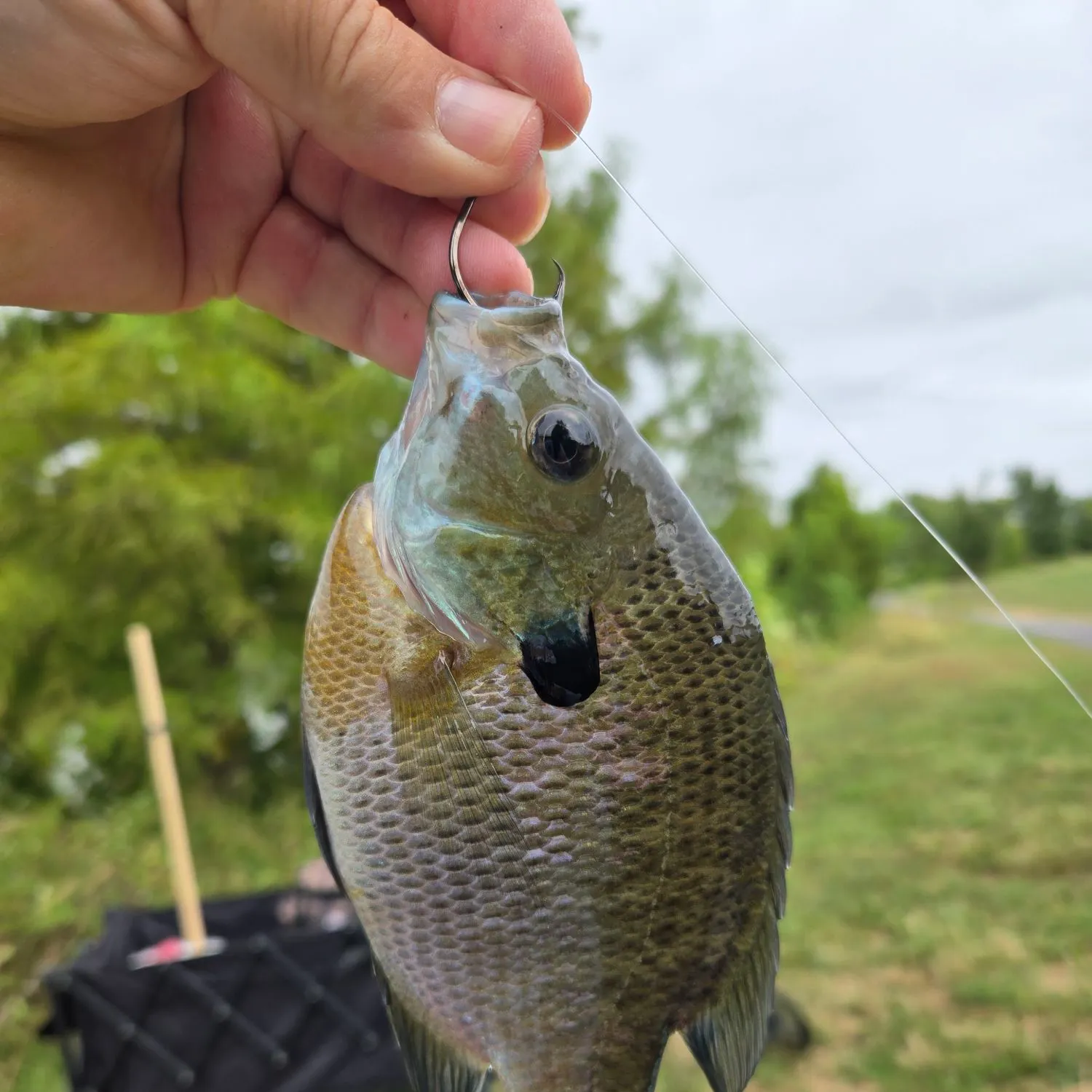 Greengill hybrid caught on Fishbrain