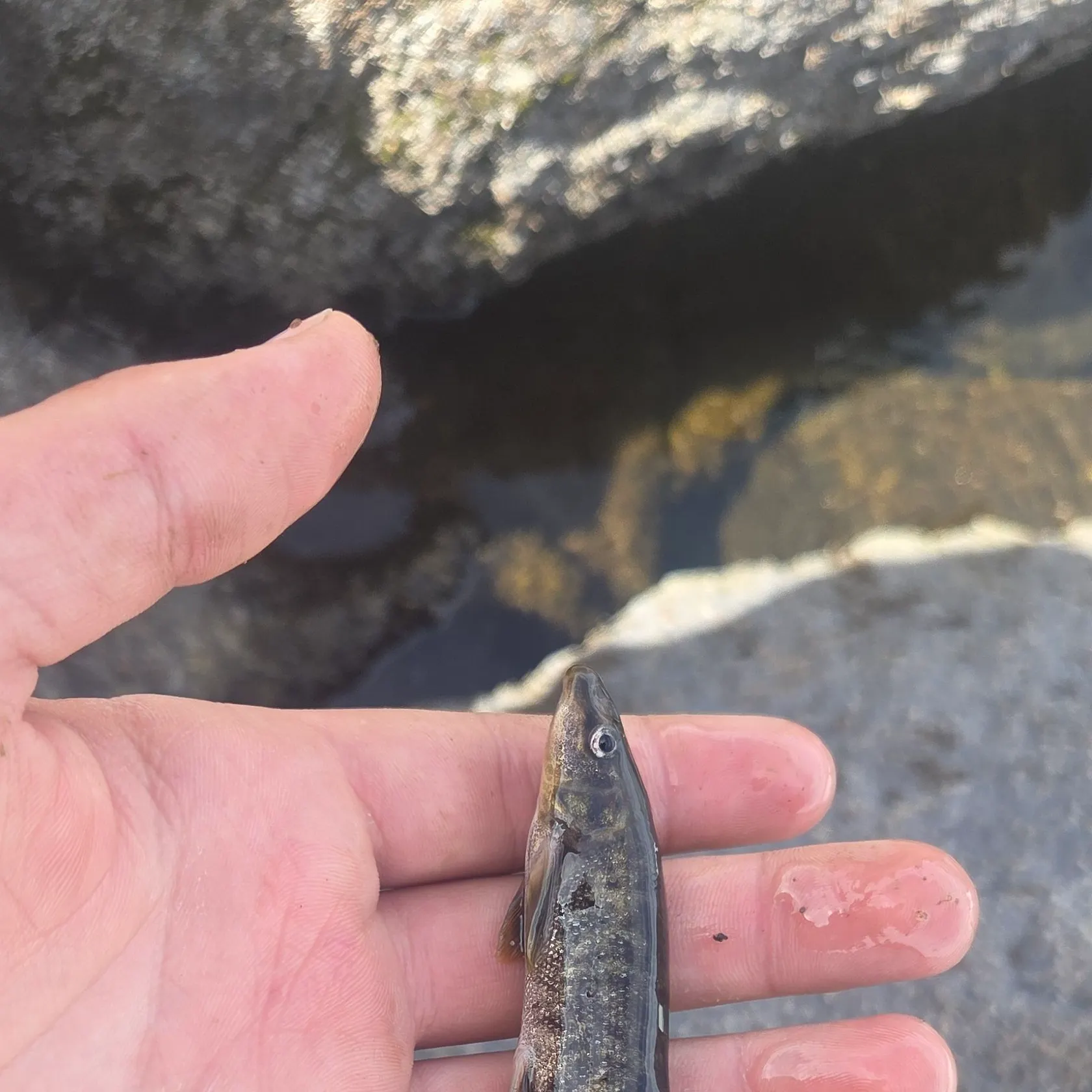 The most recent Longnose dace catches on Fishbrain