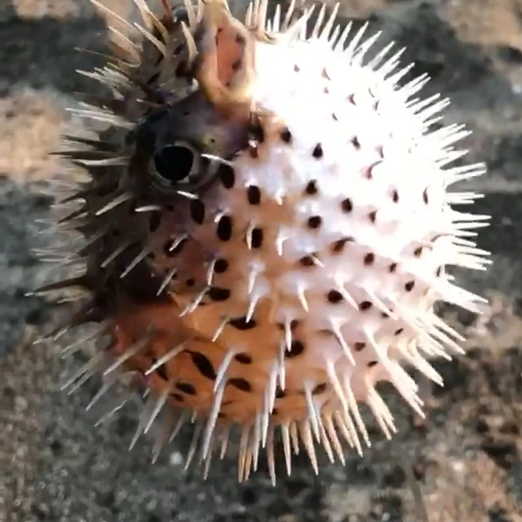 The most recent Longspined porcupinefish catches on Fishbrain
