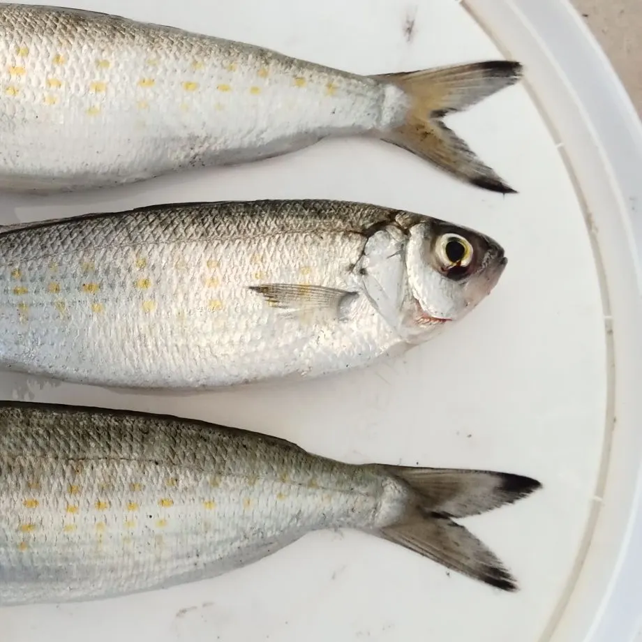 The most recent Atlantic herring catches on Fishbrain