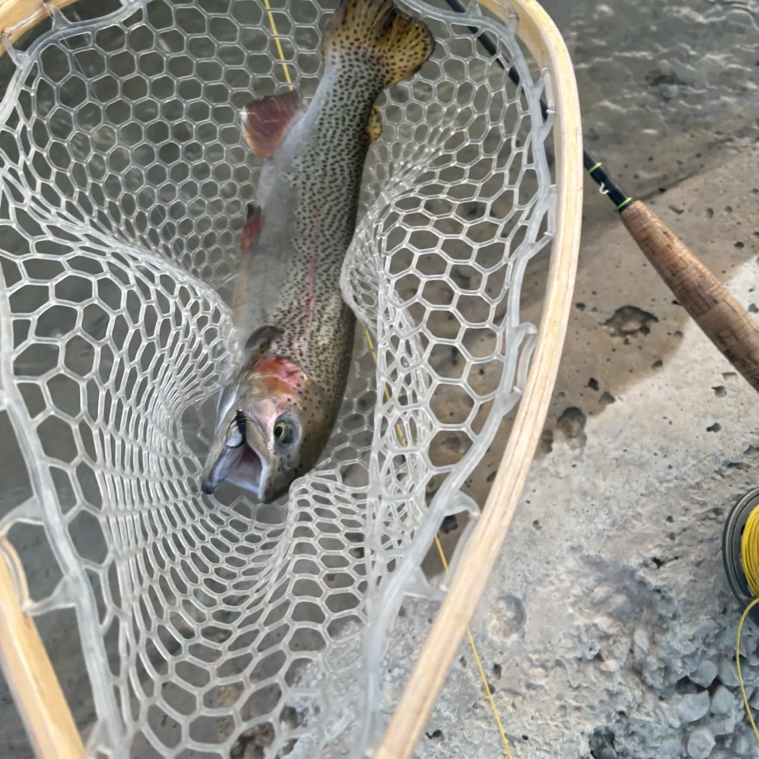 The most recent Rainbow trout catches on Fishbrain