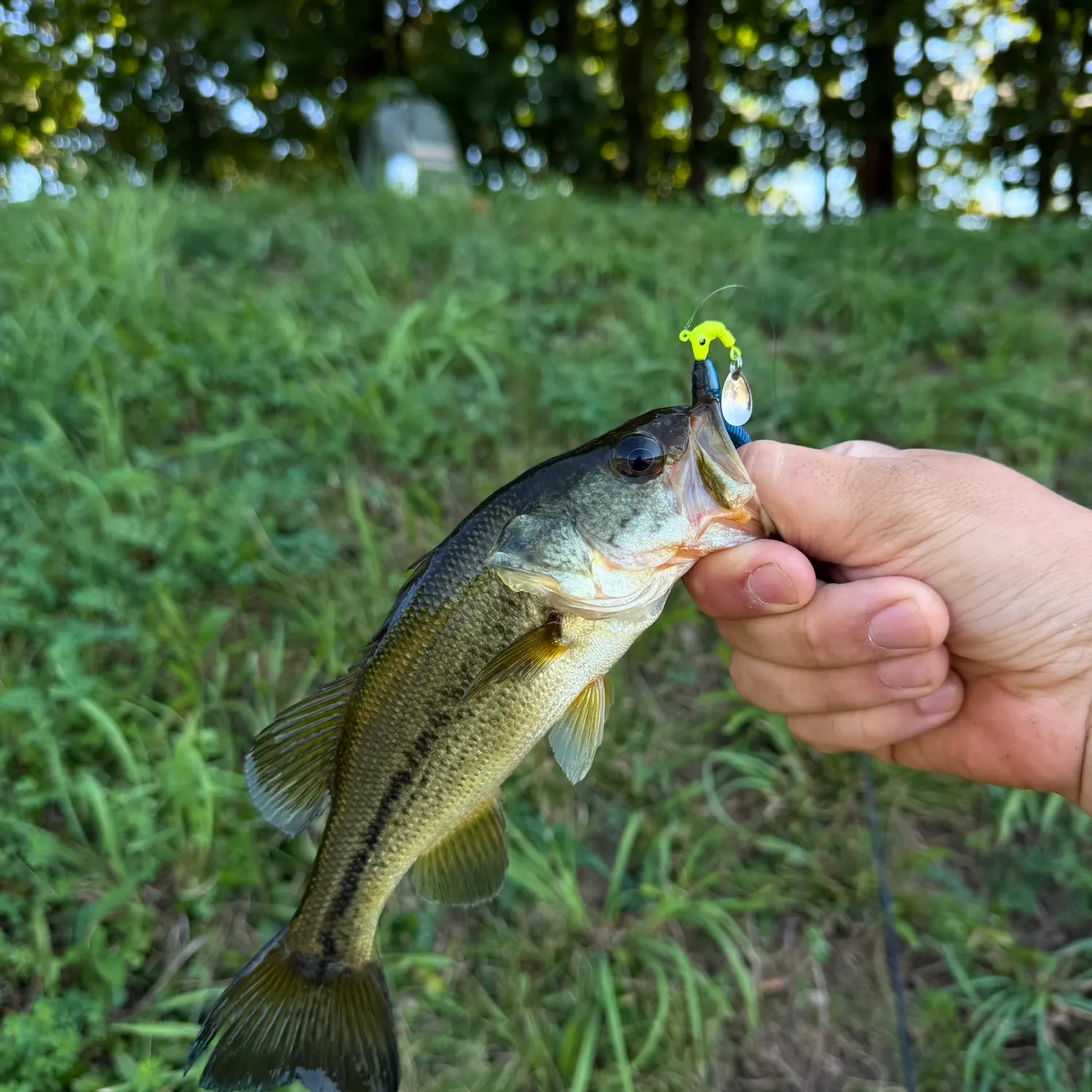 Largemouth bass caught on Fishbrain