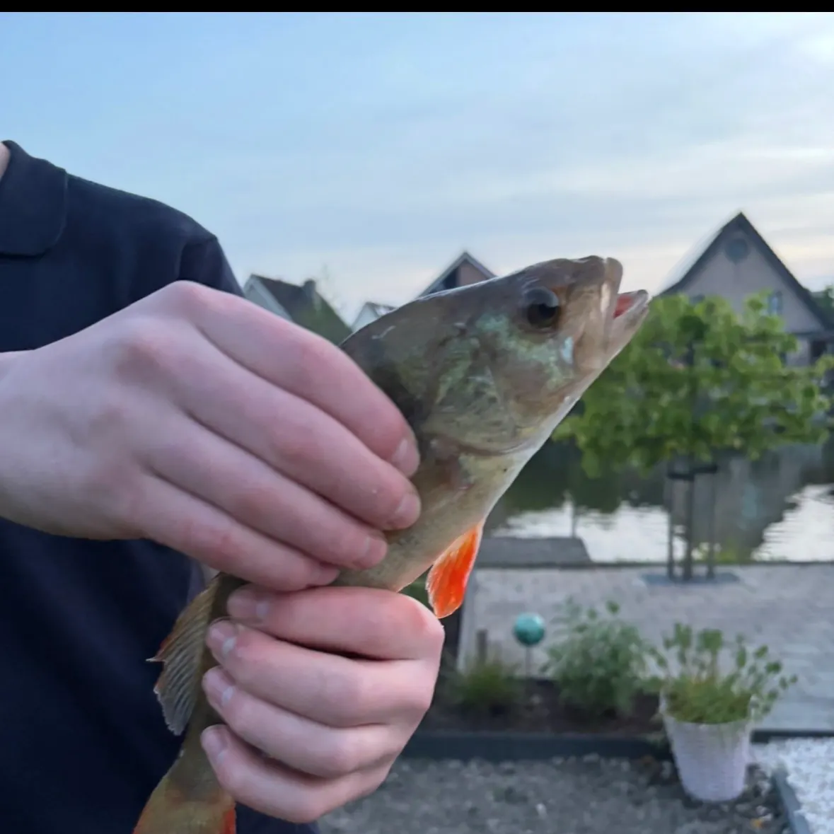 European perch caught on Fishbrain