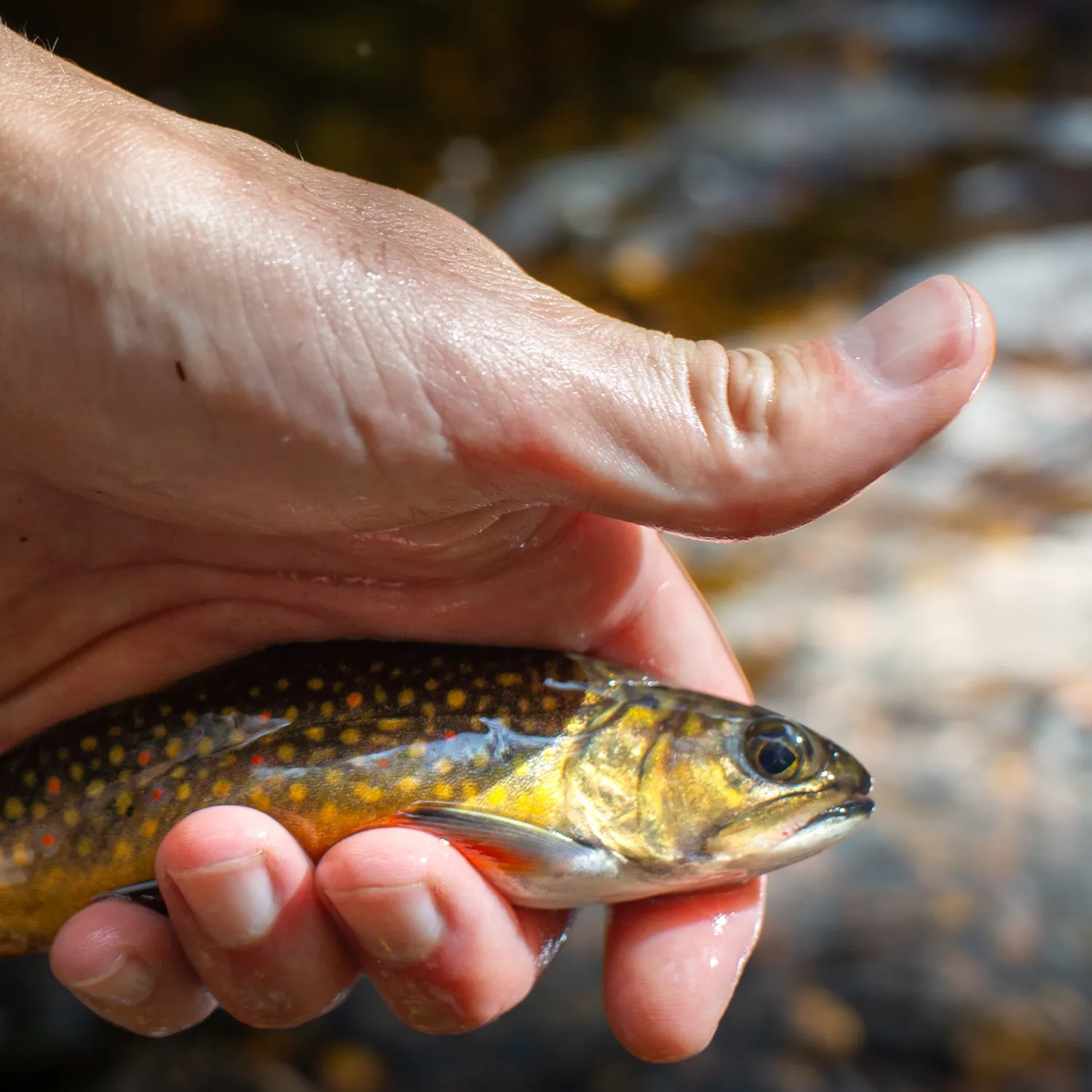 The most recent Brook trout catches on Fishbrain