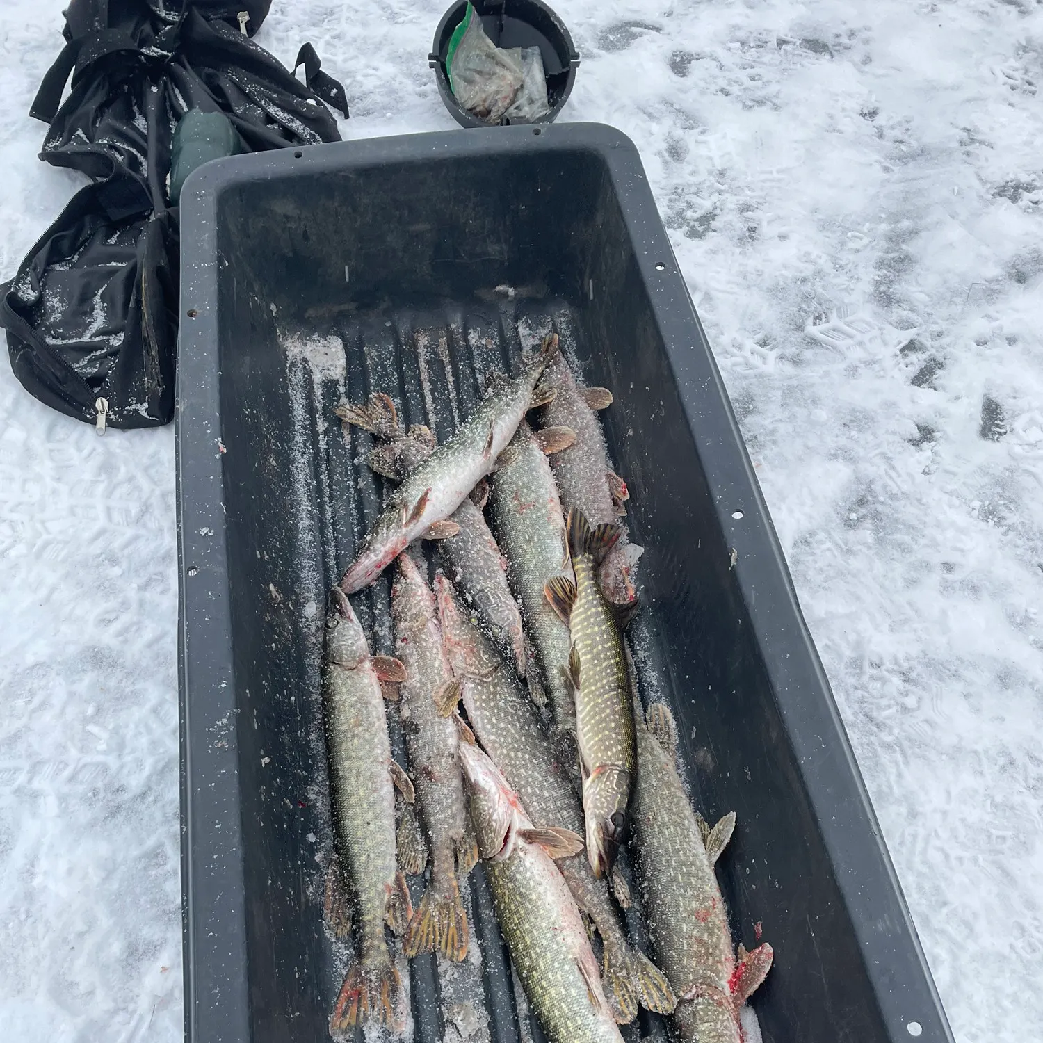 recently logged catches