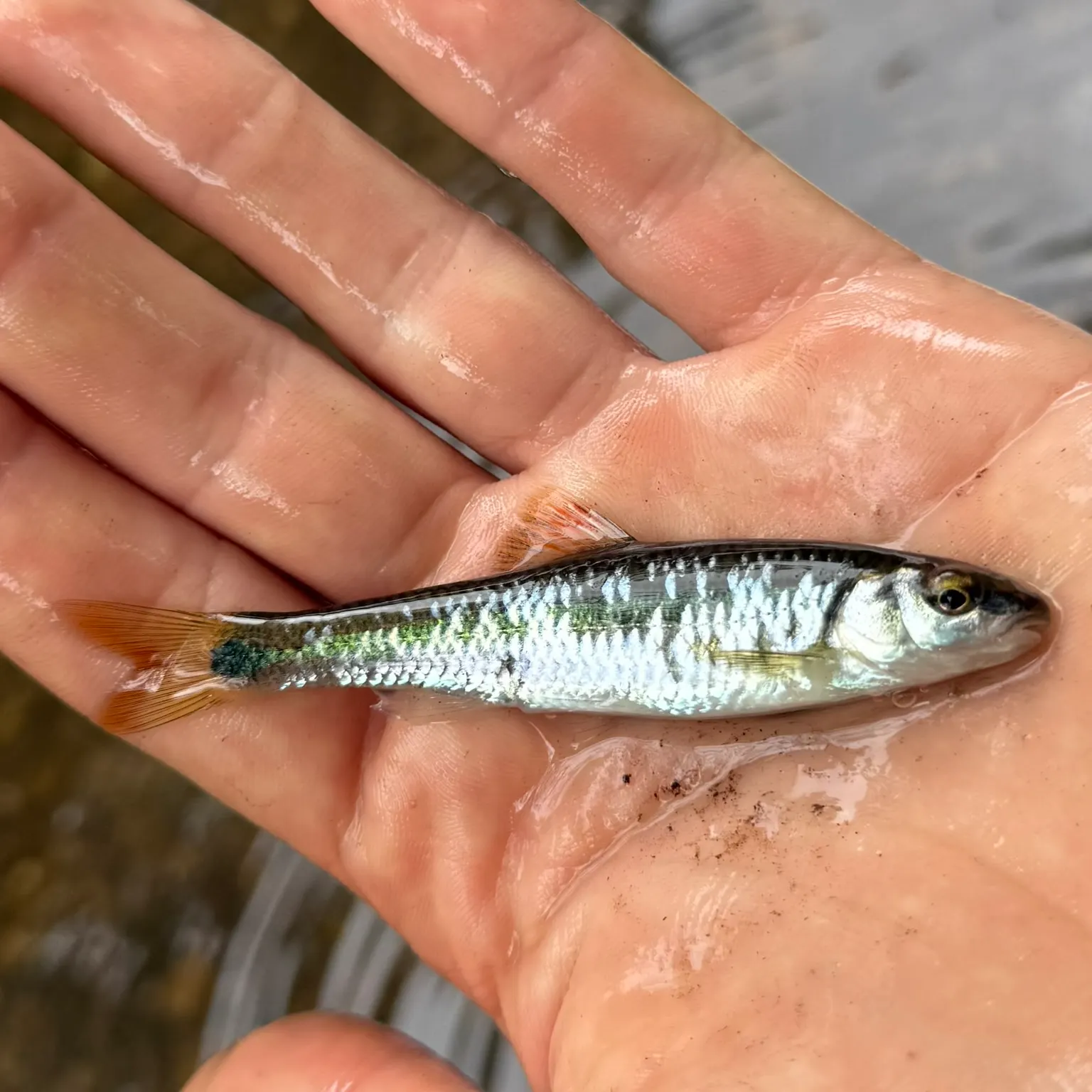 The most recent Alabama shiner catches on Fishbrain