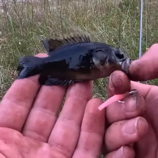 The most recent Mud sunfish catches on Fishbrain
