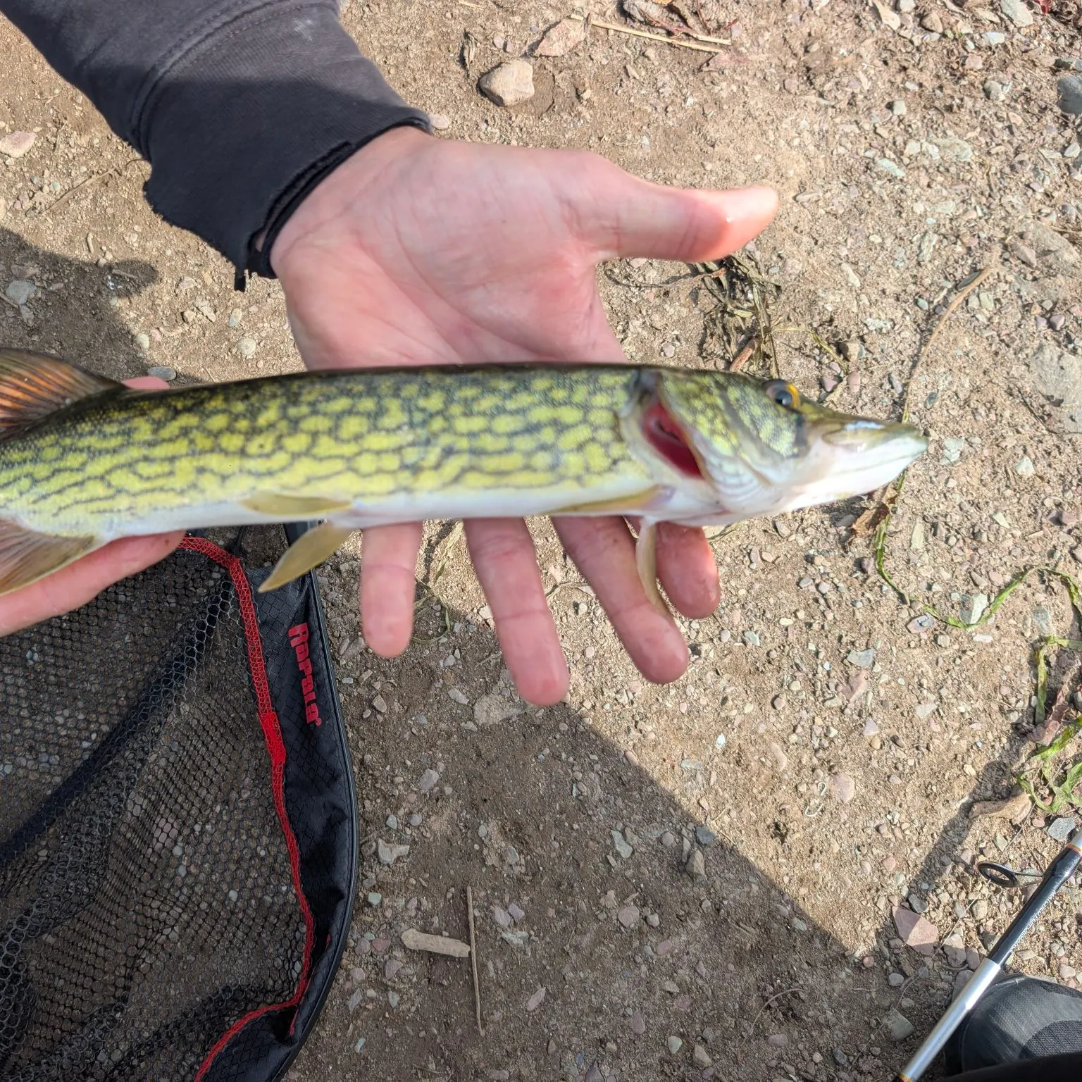 Chain pickerel caught on Fishbrain
