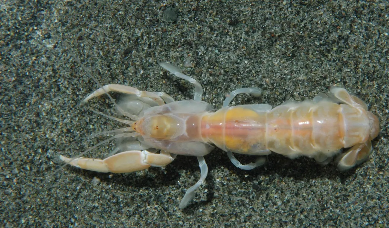 Ghost Shrimp