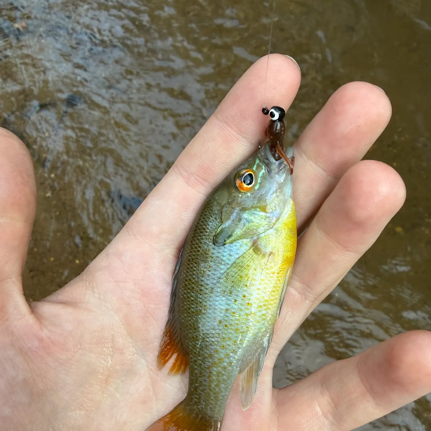 Redbreast sunfish caught on Fishbrain