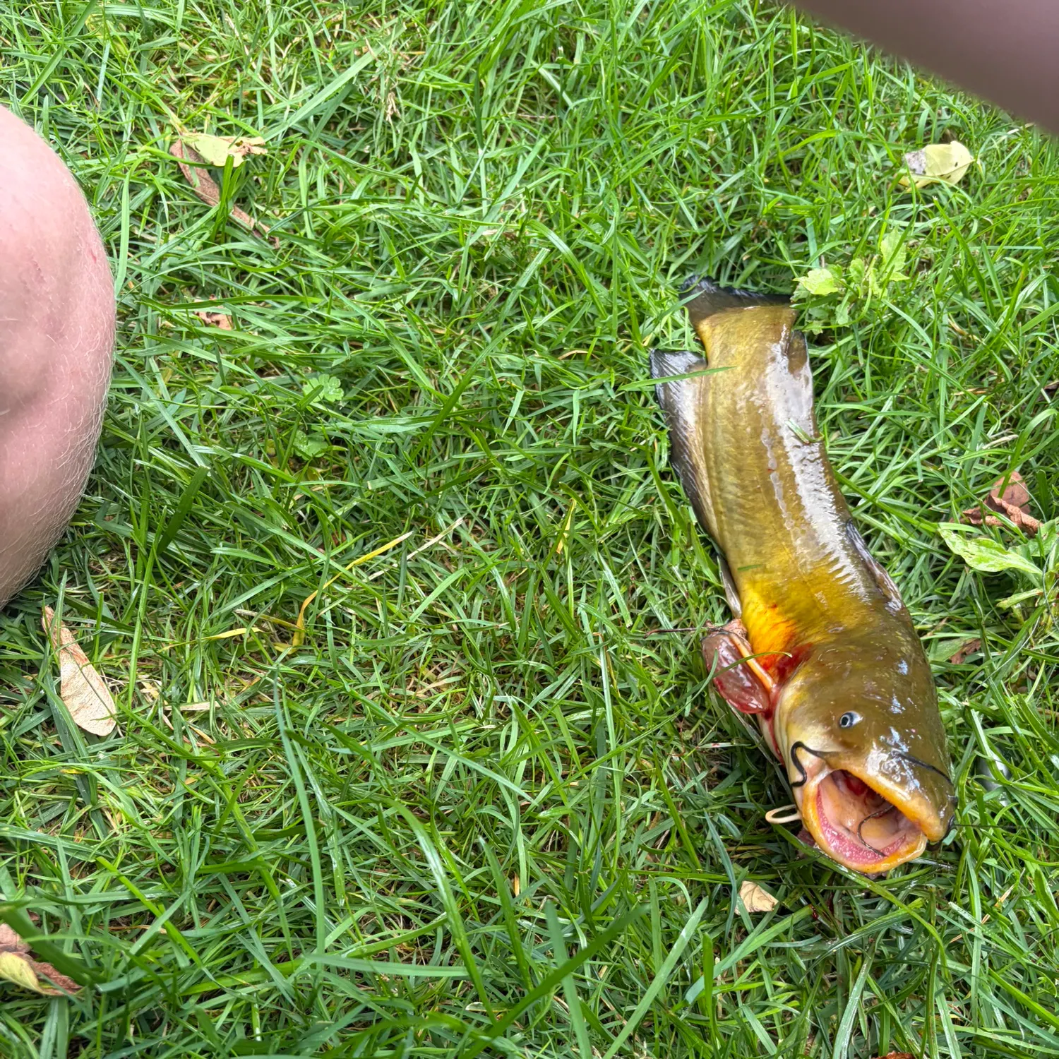 Yellow bullhead caught on Fishbrain
