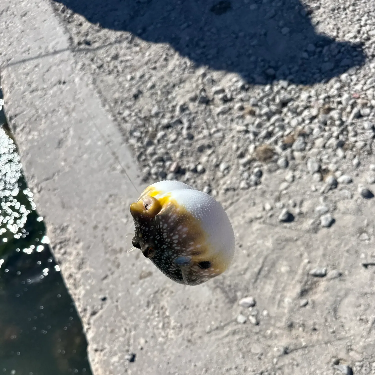 The most recent Southern puffer catches on Fishbrain