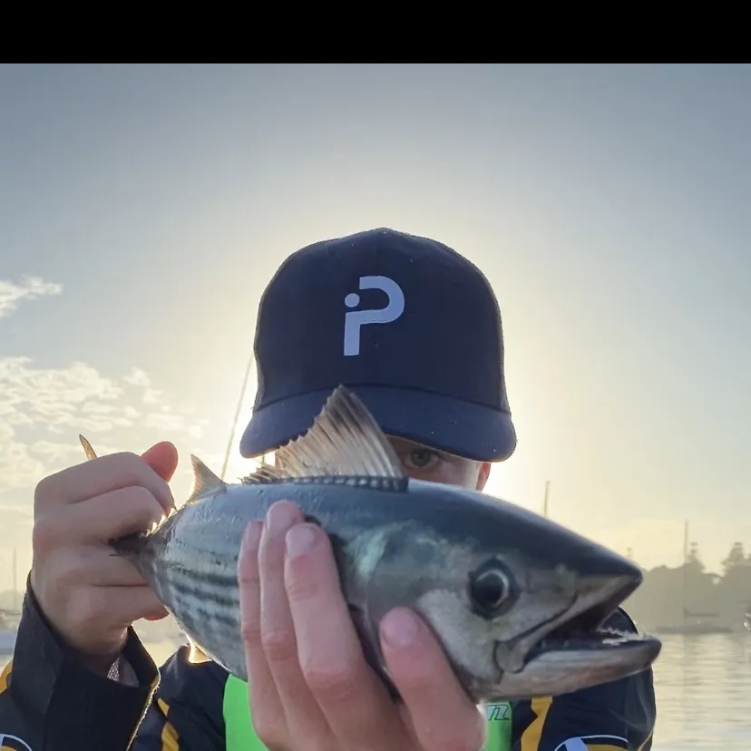 The most recent Eastern Pacific bonito catches on Fishbrain