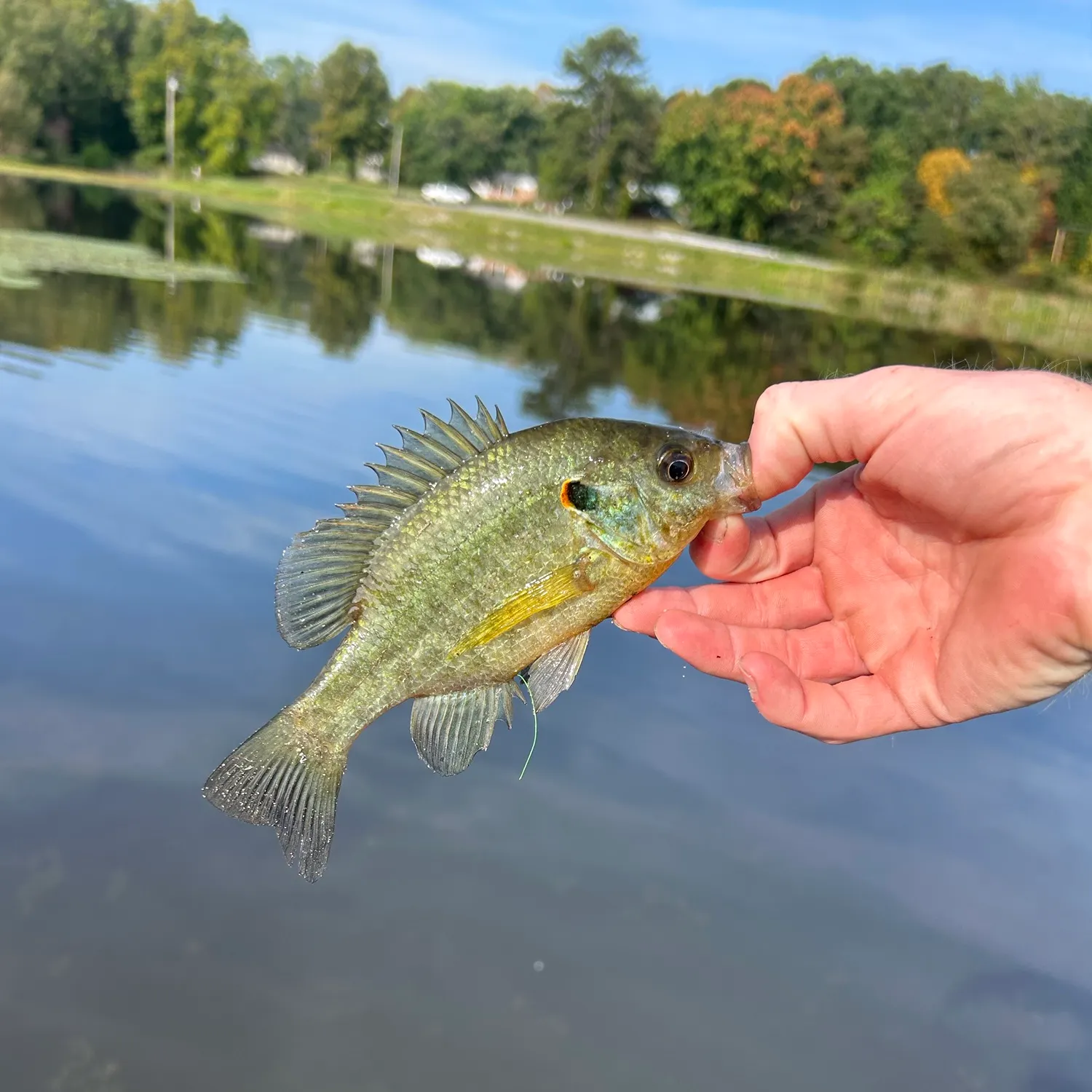Redear sunfish caught on Fishbrain