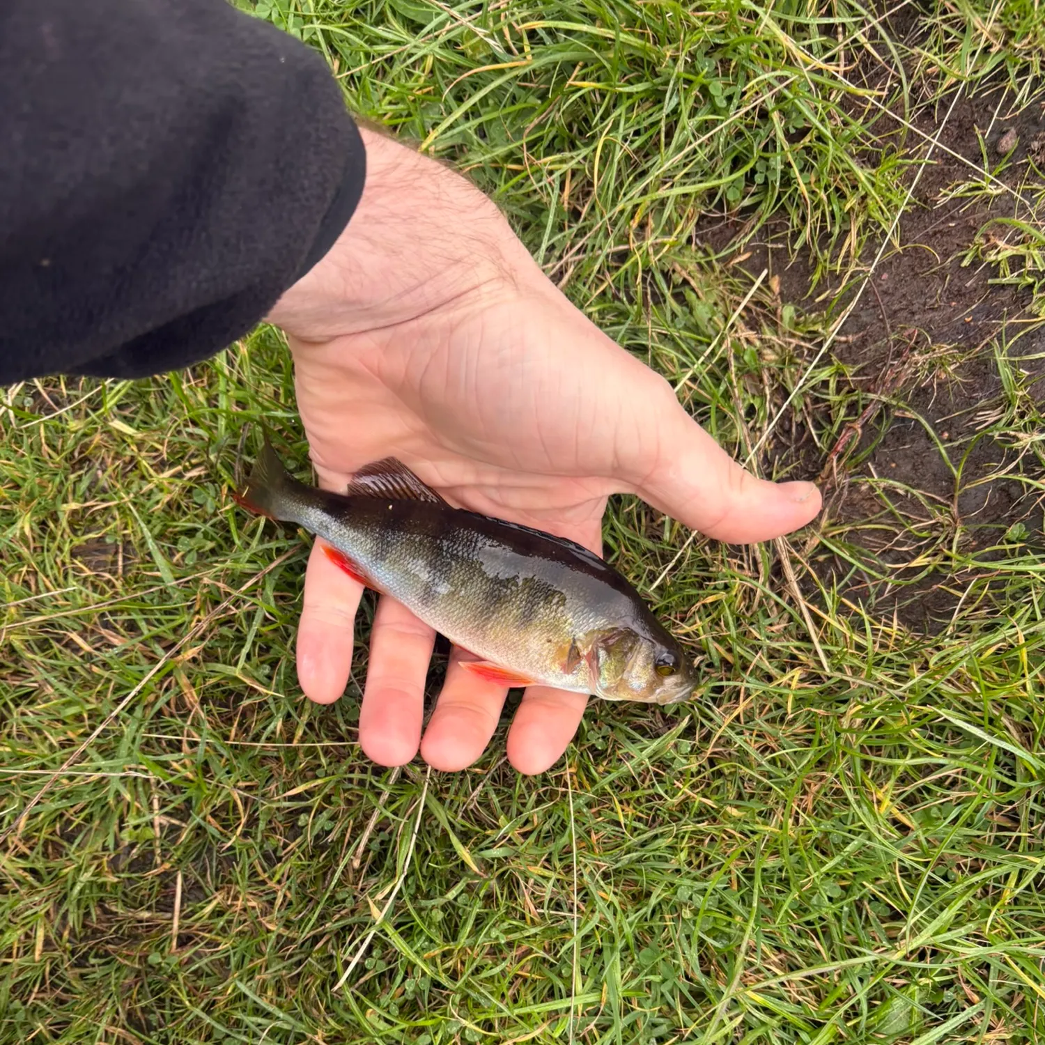 European perch caught on Fishbrain