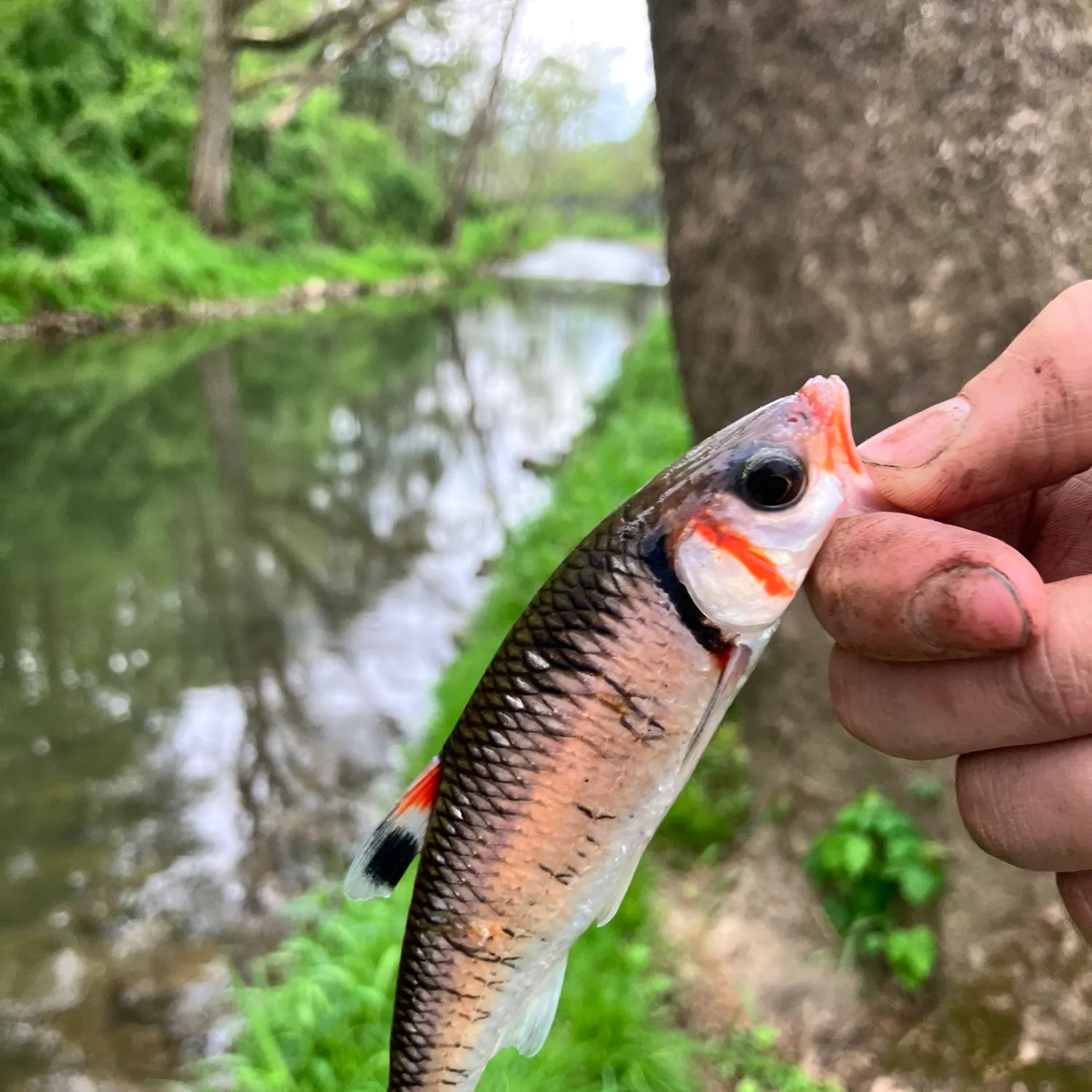 most liked catch image