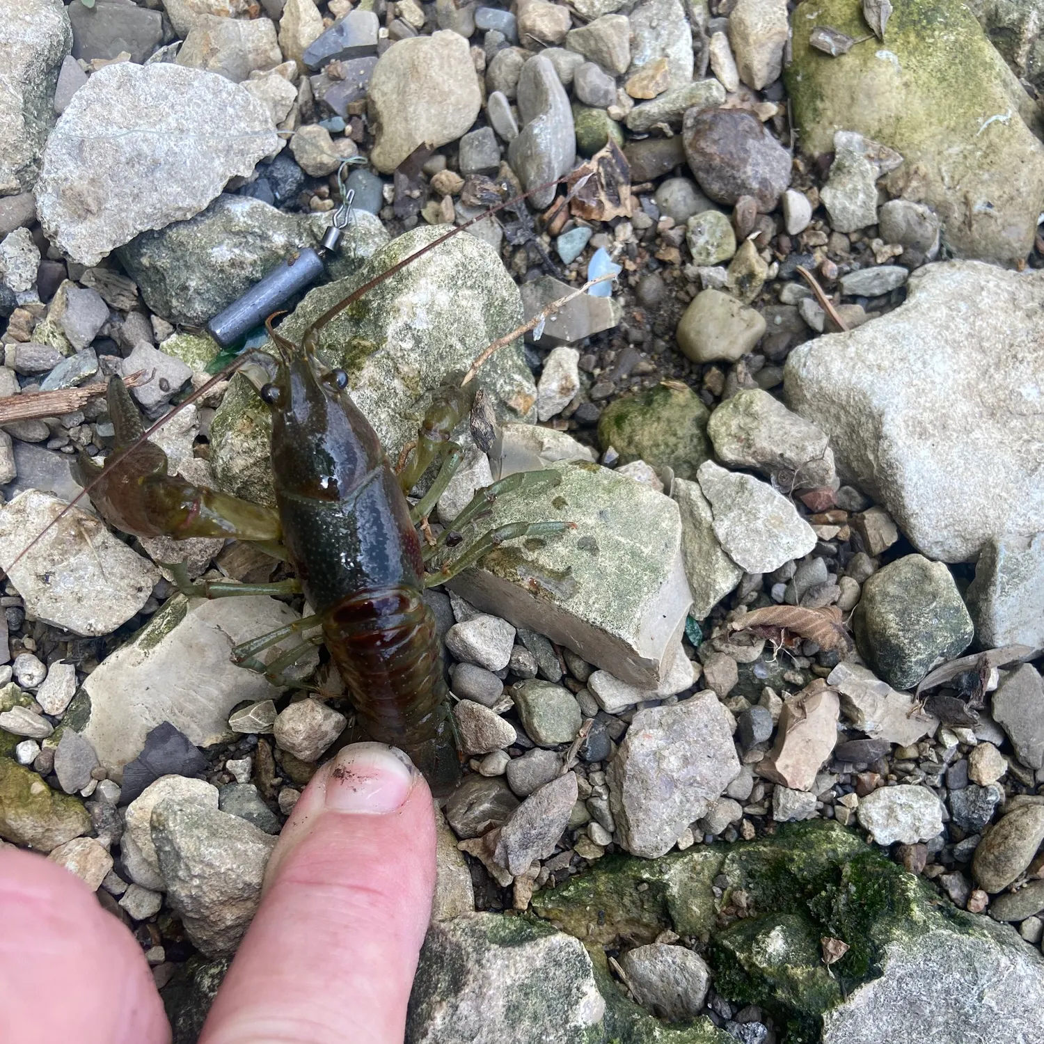 The most recent Rusty crayfish catches on Fishbrain