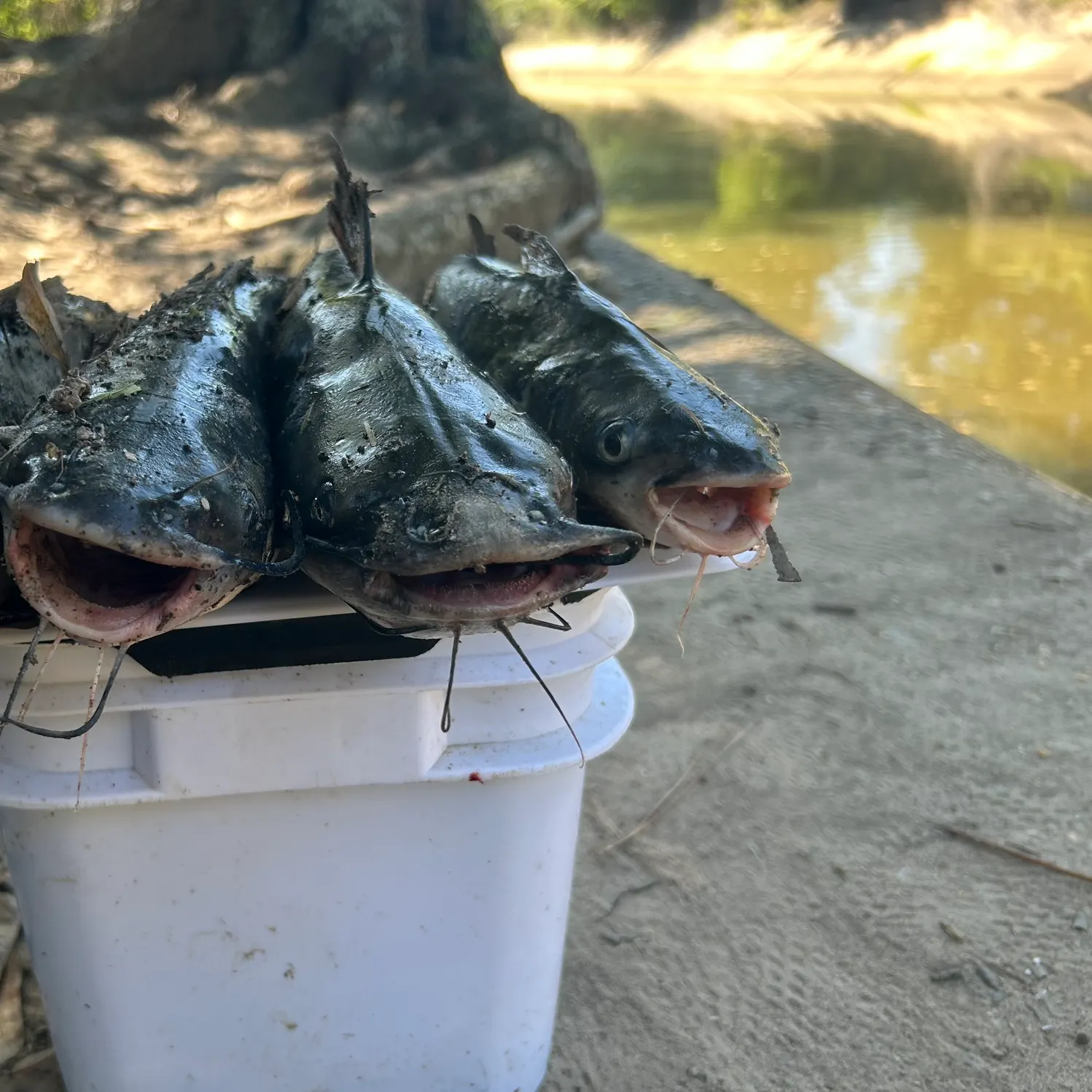 Channel catfish caught on Fishbrain