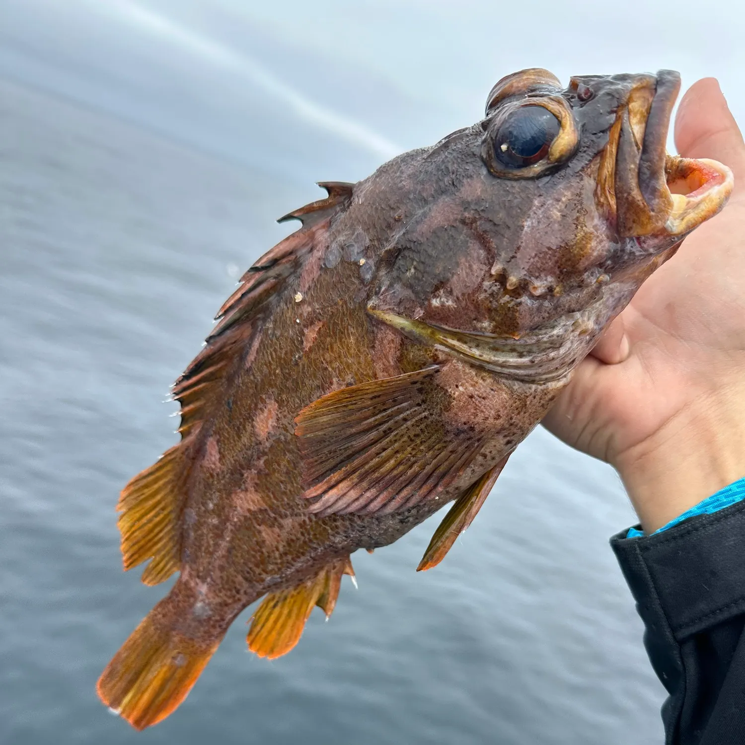 The most recent Gopher rockfish catches on Fishbrain
