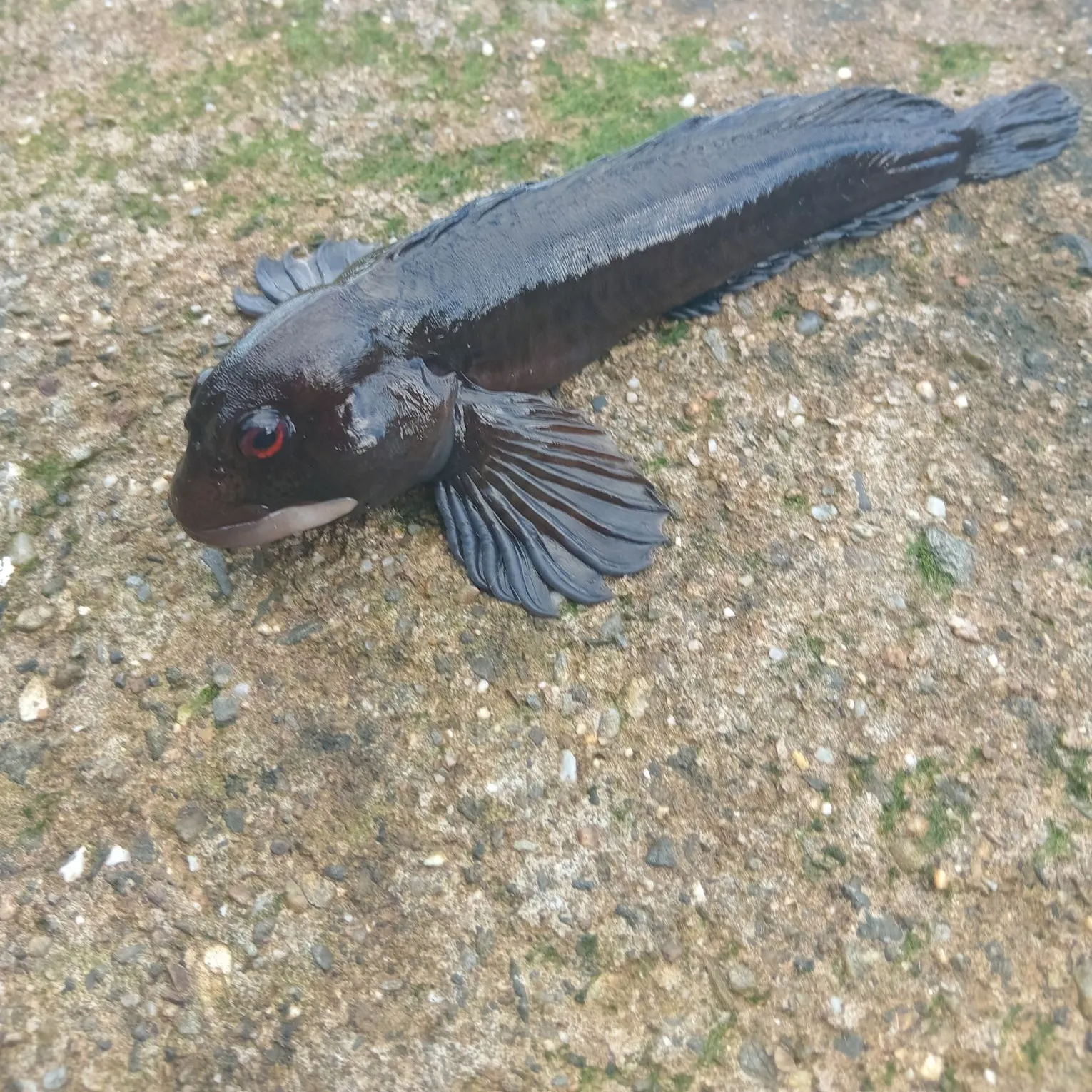 The most recent Shanny catches on Fishbrain