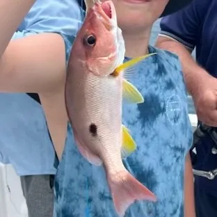 The most recent Dory snapper catches on Fishbrain