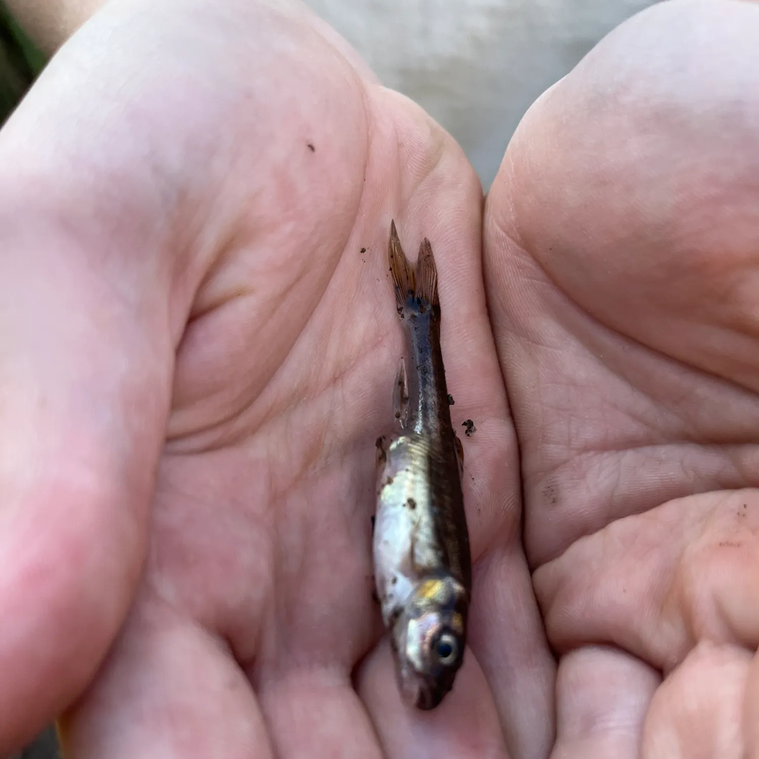 Eurasian minnow caught on Fishbrain
