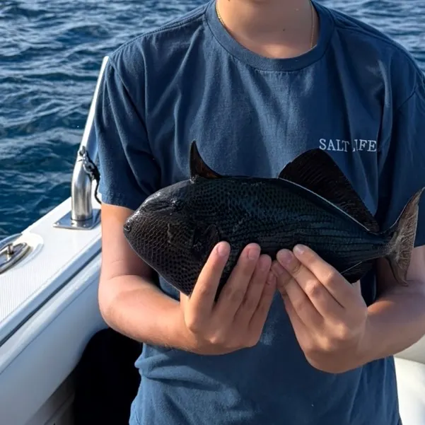 The most recent Black triggerfish catches on Fishbrain