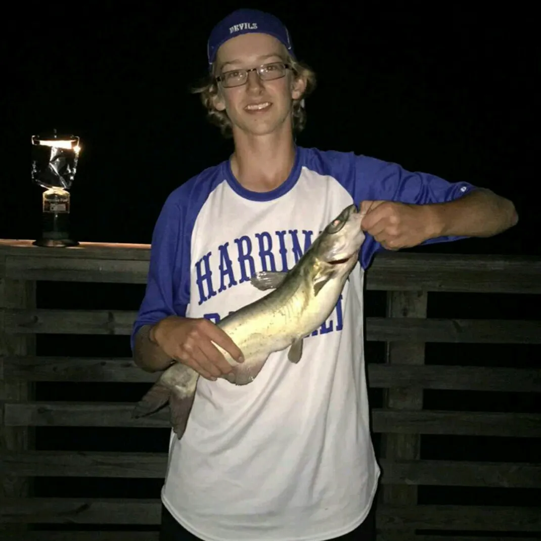 Channel catfish caught on Fishbrain