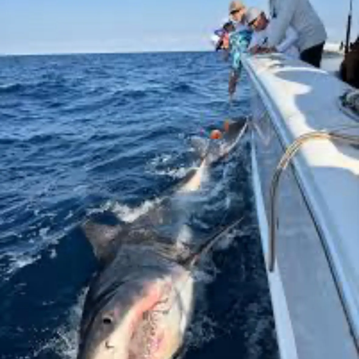 The most recent Great white shark catches on Fishbrain