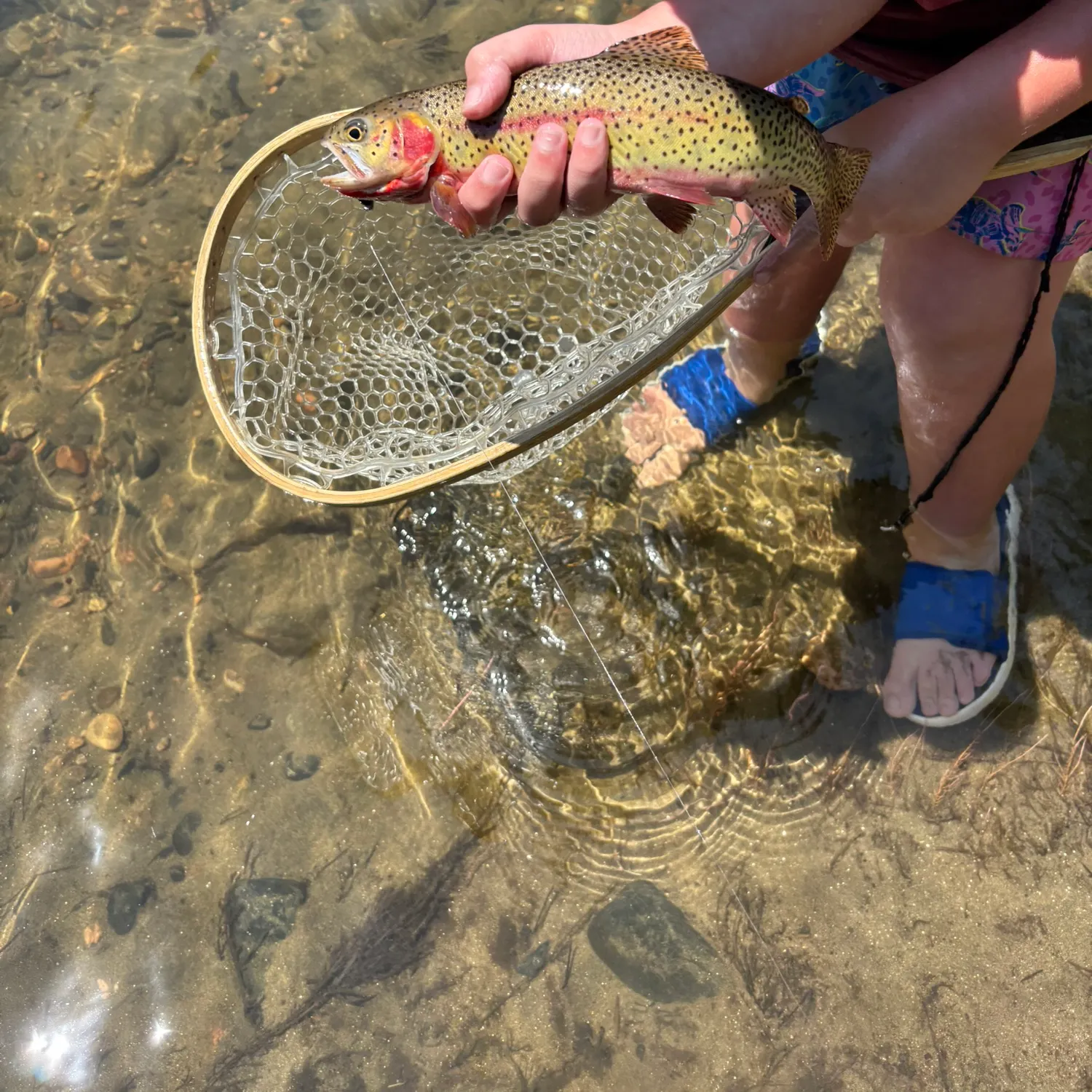 The most recent Cutthroat trout catches on Fishbrain