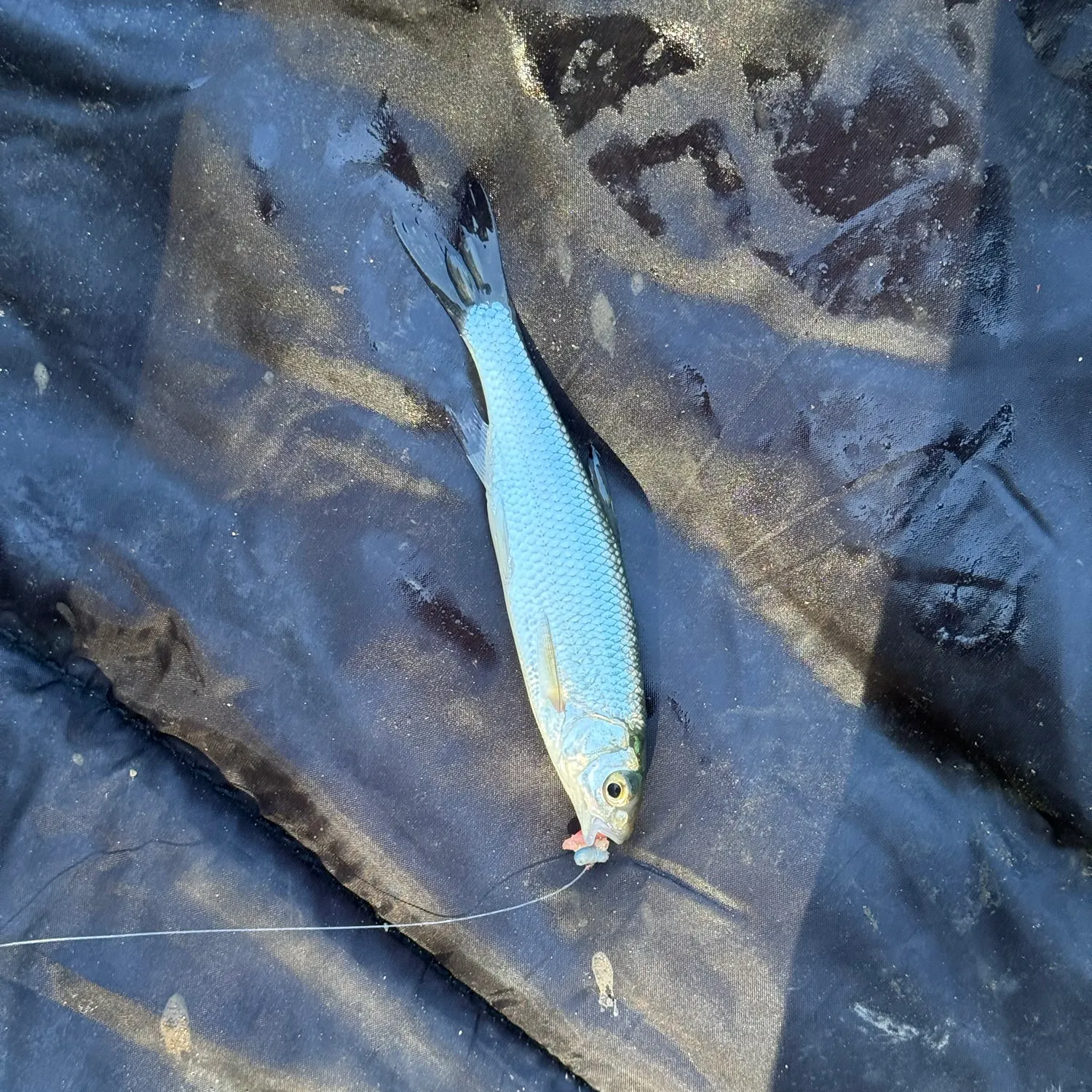 The most recent Common dace catches on Fishbrain