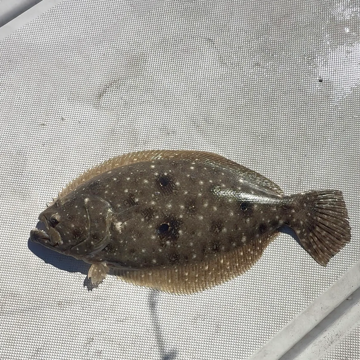 The most recent Gulf flounder catches on Fishbrain