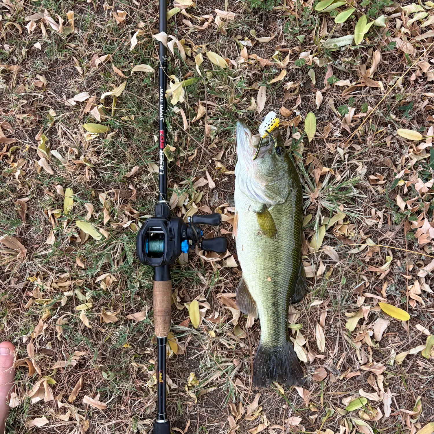 Fish caught on Fishbrain