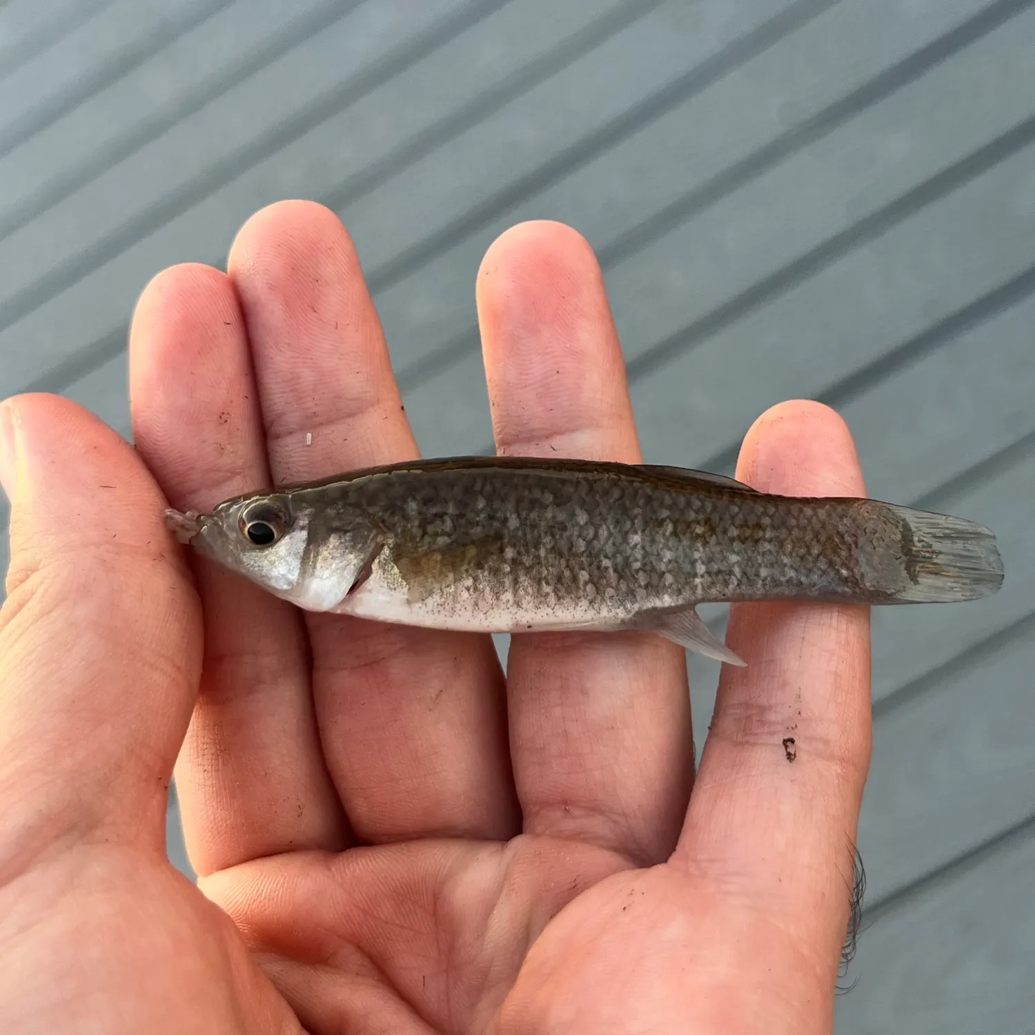 Gulf killifish caught on Fishbrain