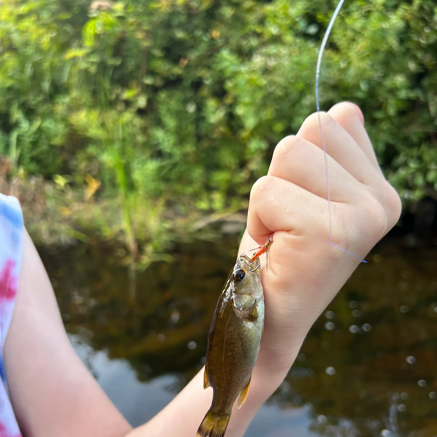 Smallmouth bass caught on Fishbrain