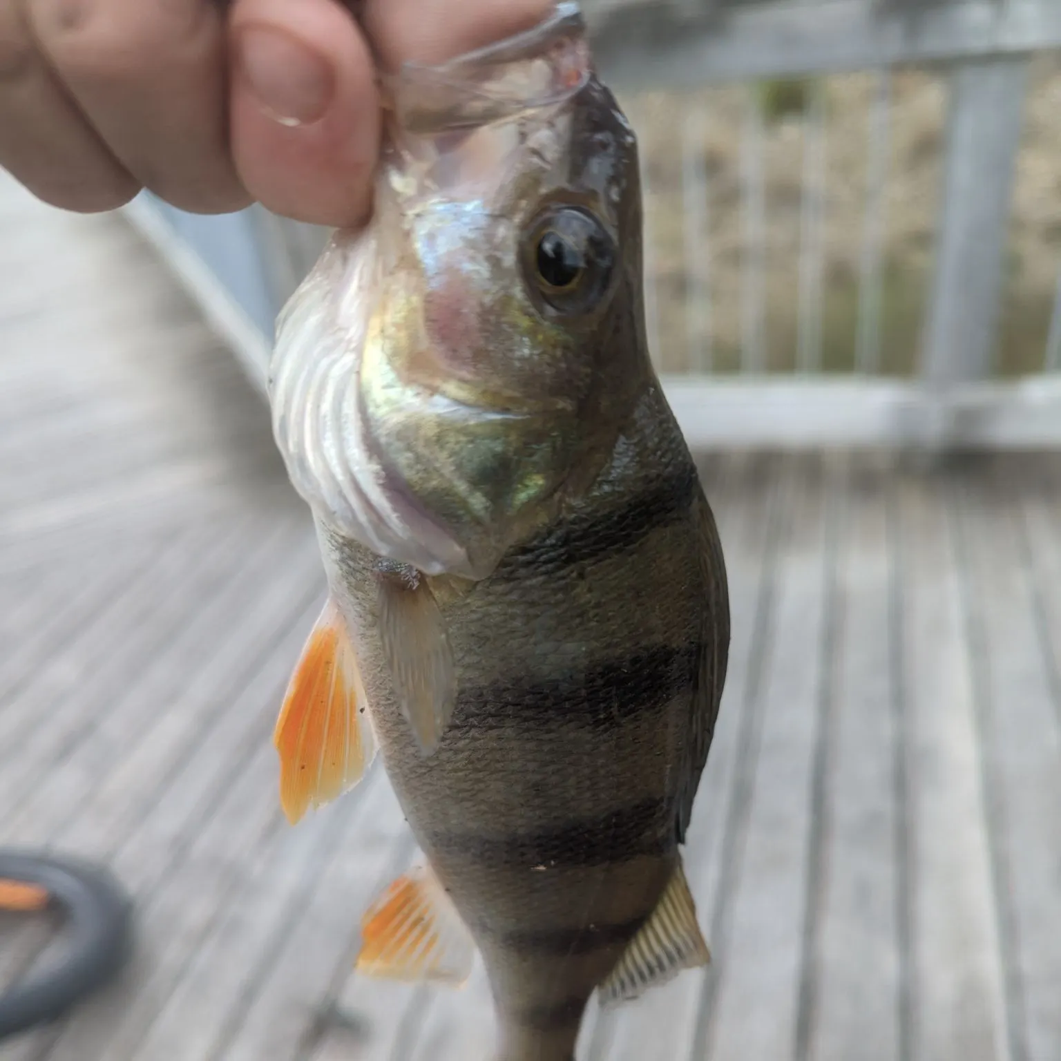 European perch caught on Fishbrain