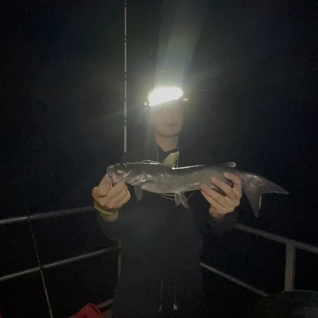 Channel catfish caught on Fishbrain