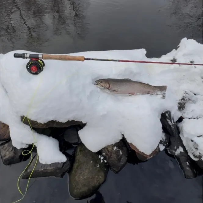 The most recent Brook trout catches on Fishbrain