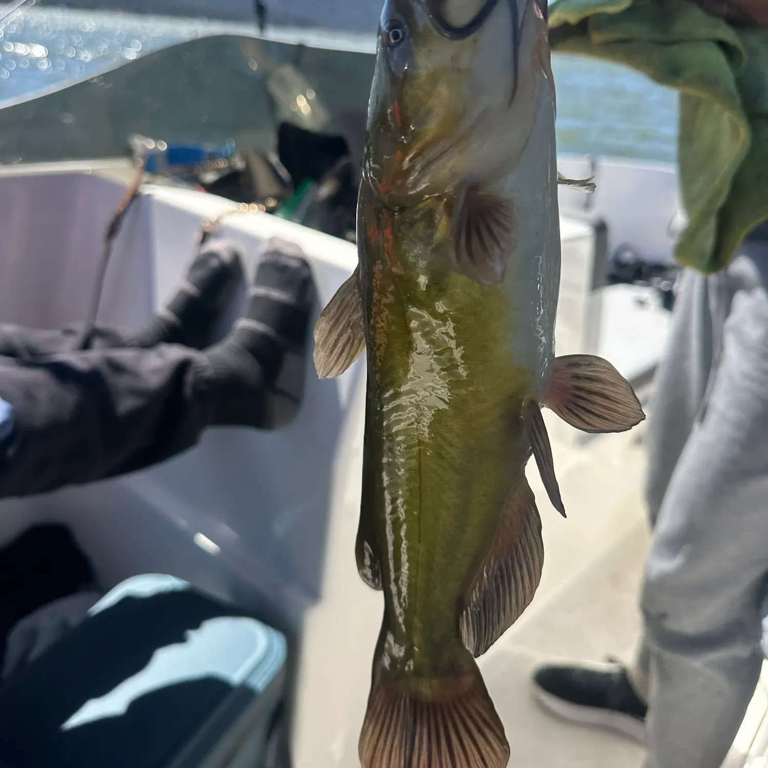 catch