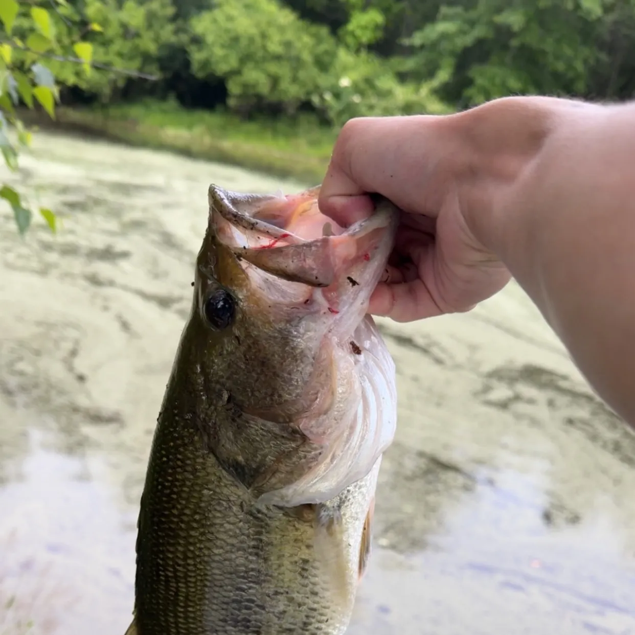 Fish caught on Fishbrain